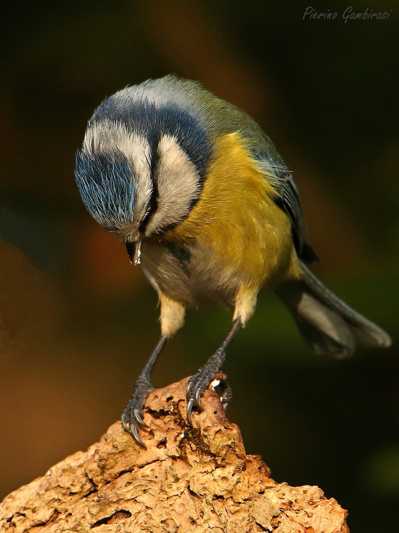 Cinciarella... from home.