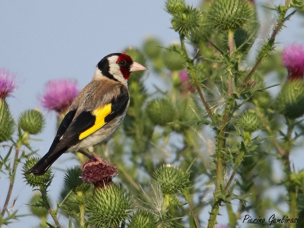 Goldfinch...