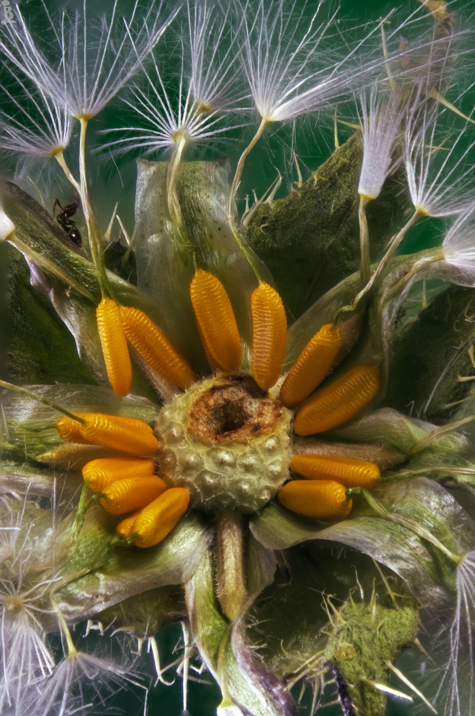 helminthotheca echioides