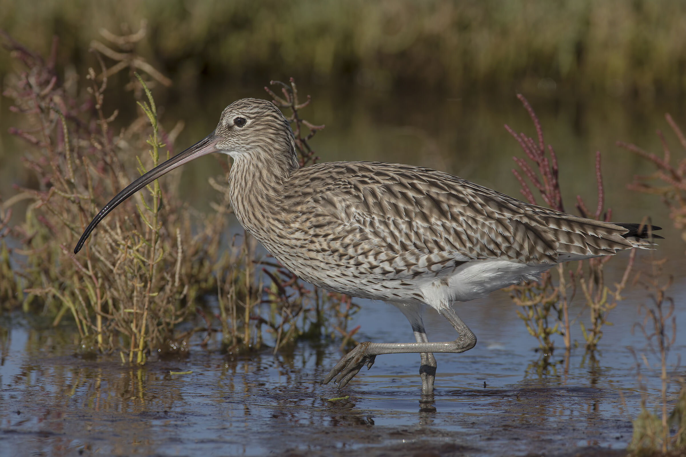 chiurlo major reworked