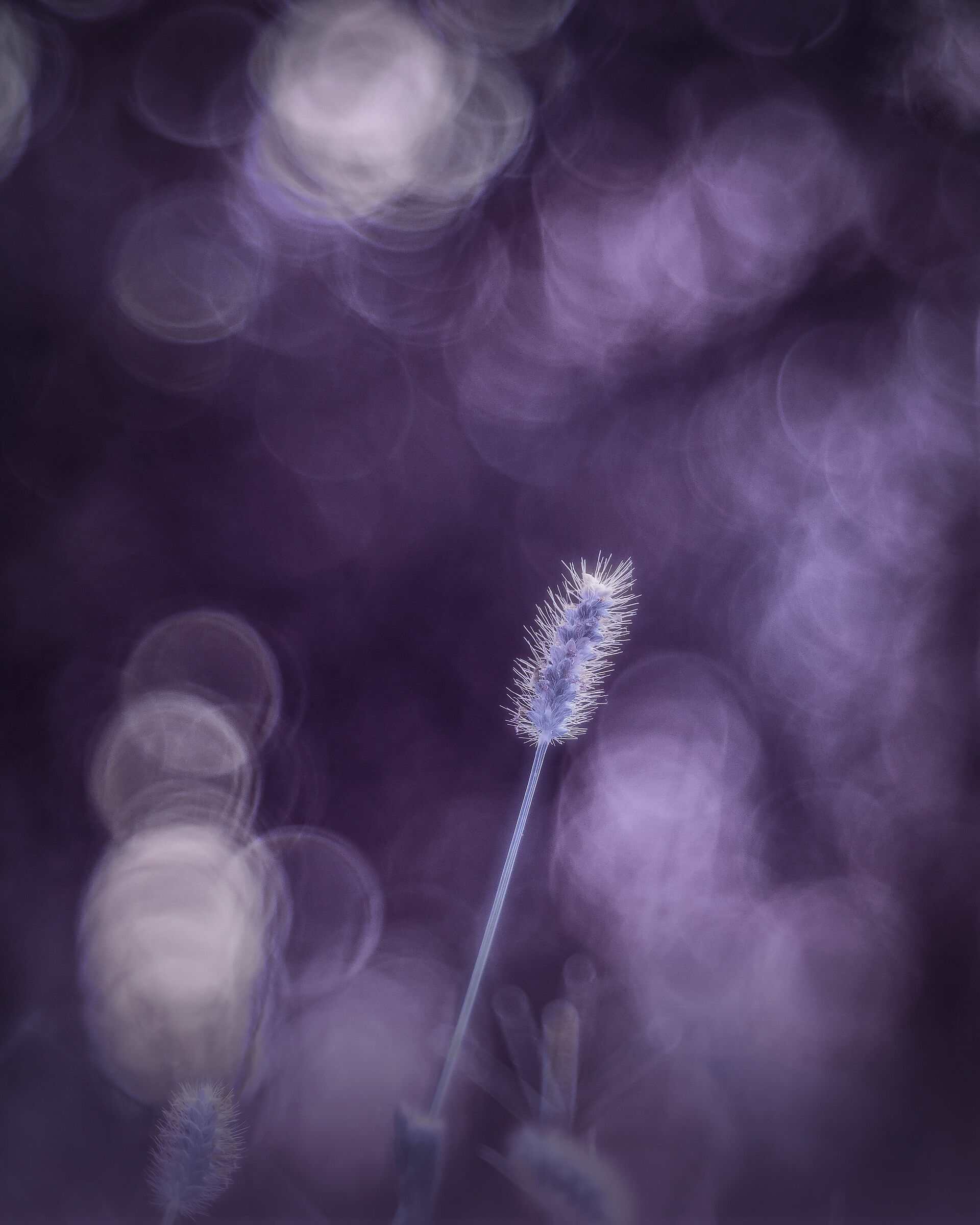 Viola