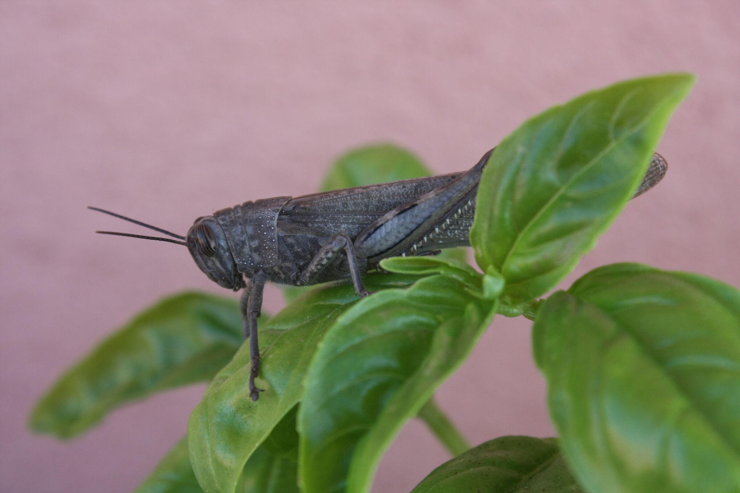Grasshopper