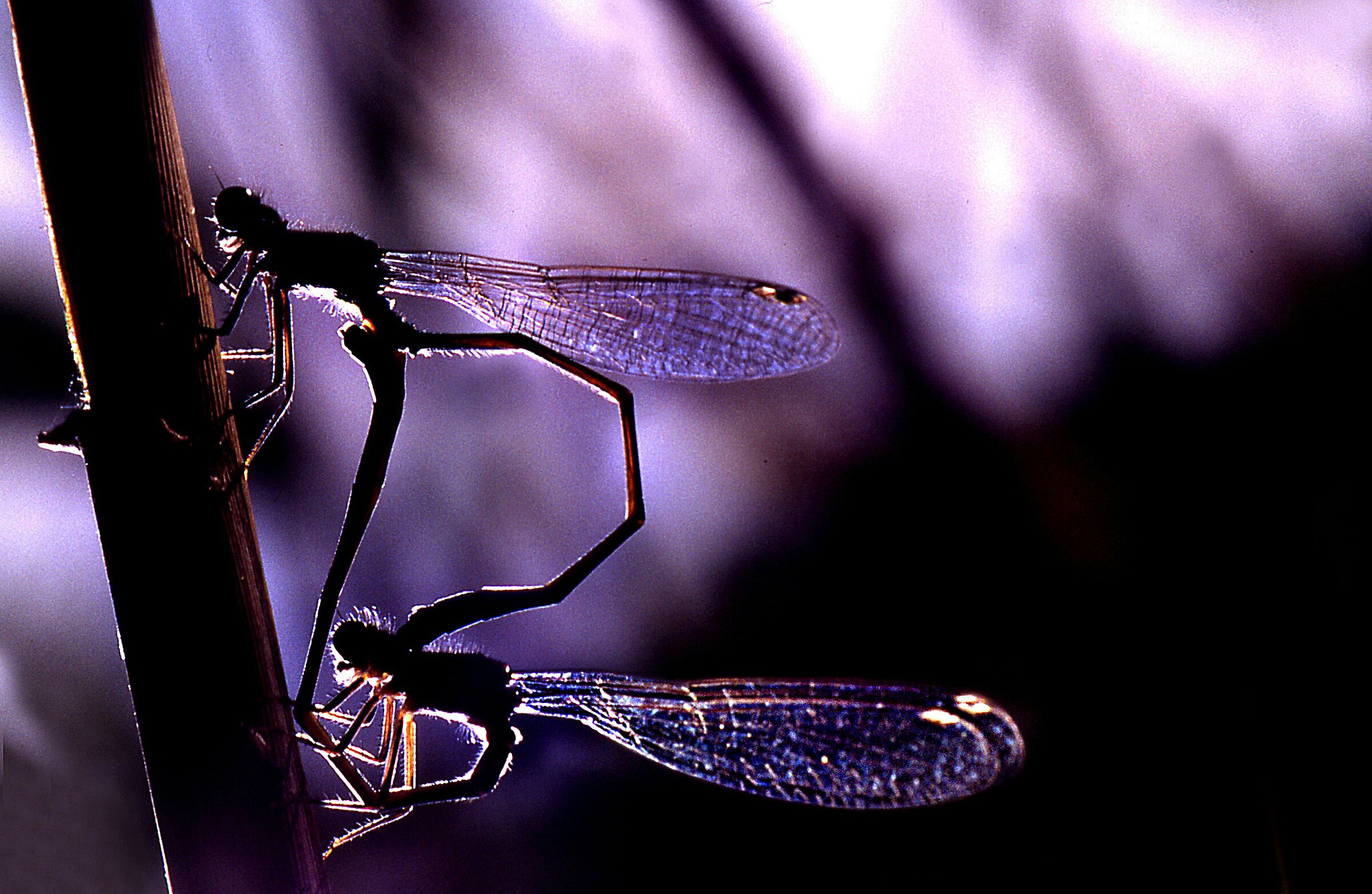 Backlit dragonflies