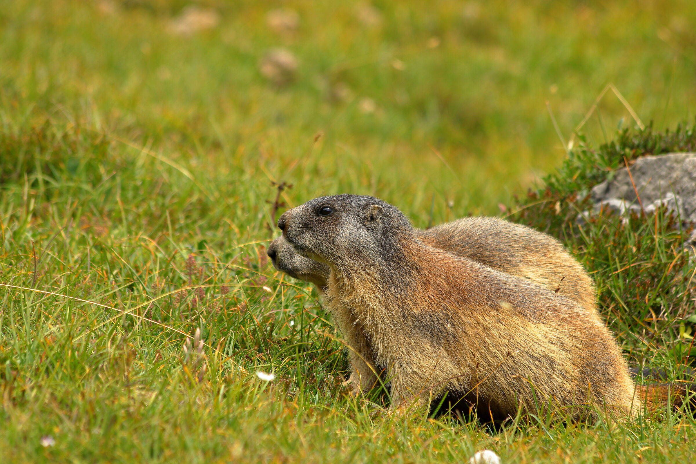 Marmotte