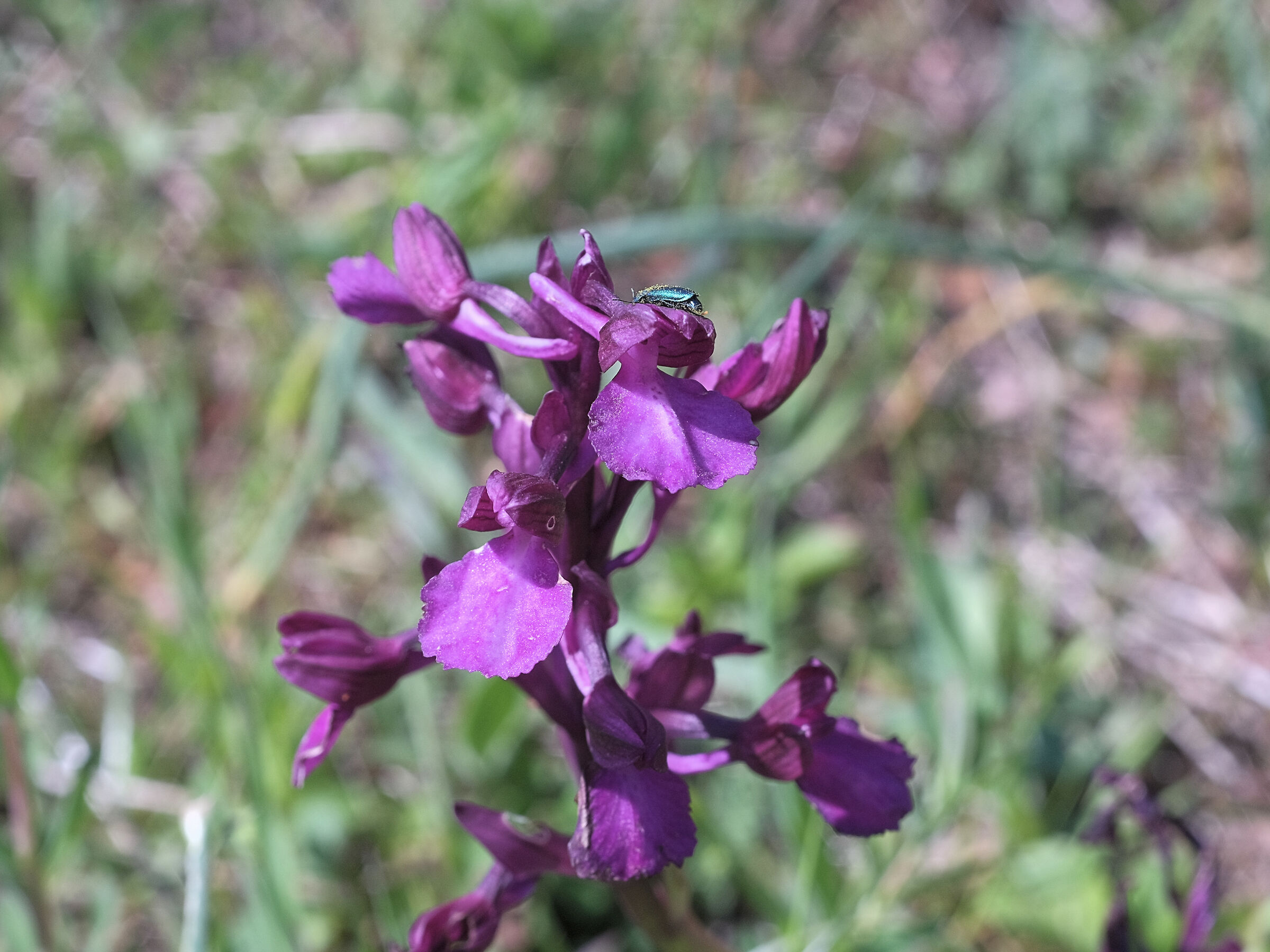 Anacamptis x bornemannii Asch.