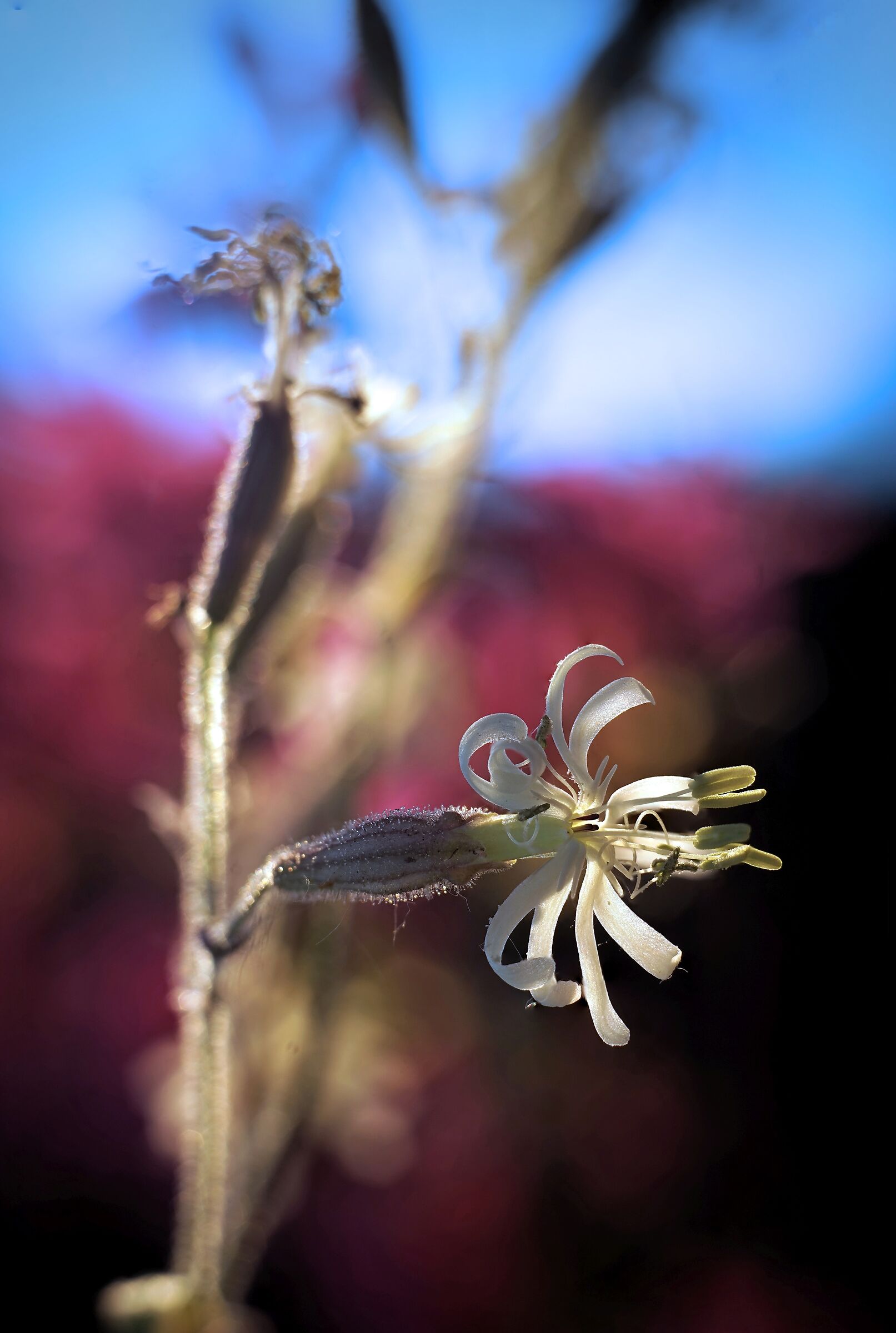 Fiore di campo, Silene Italica