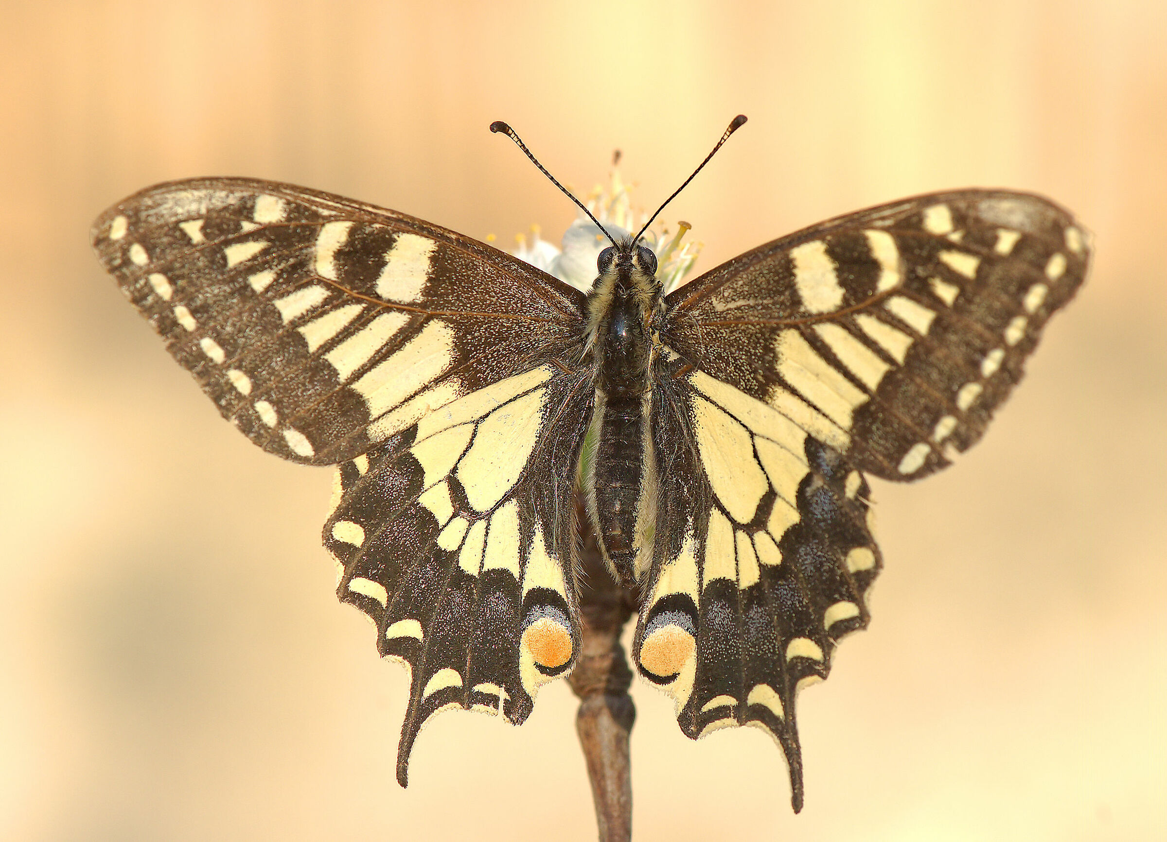 Machaon Papilio