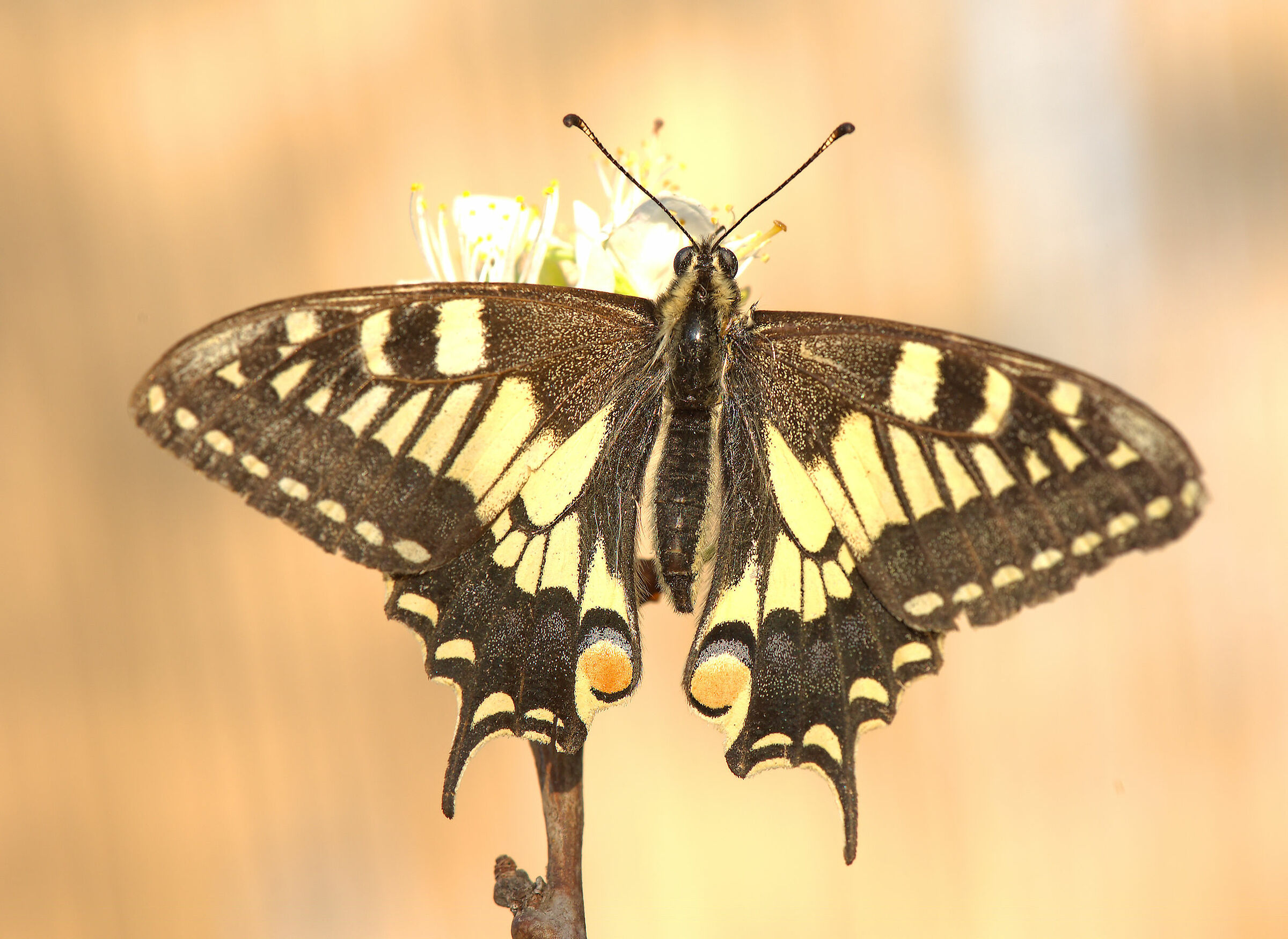 Machaon Papilio