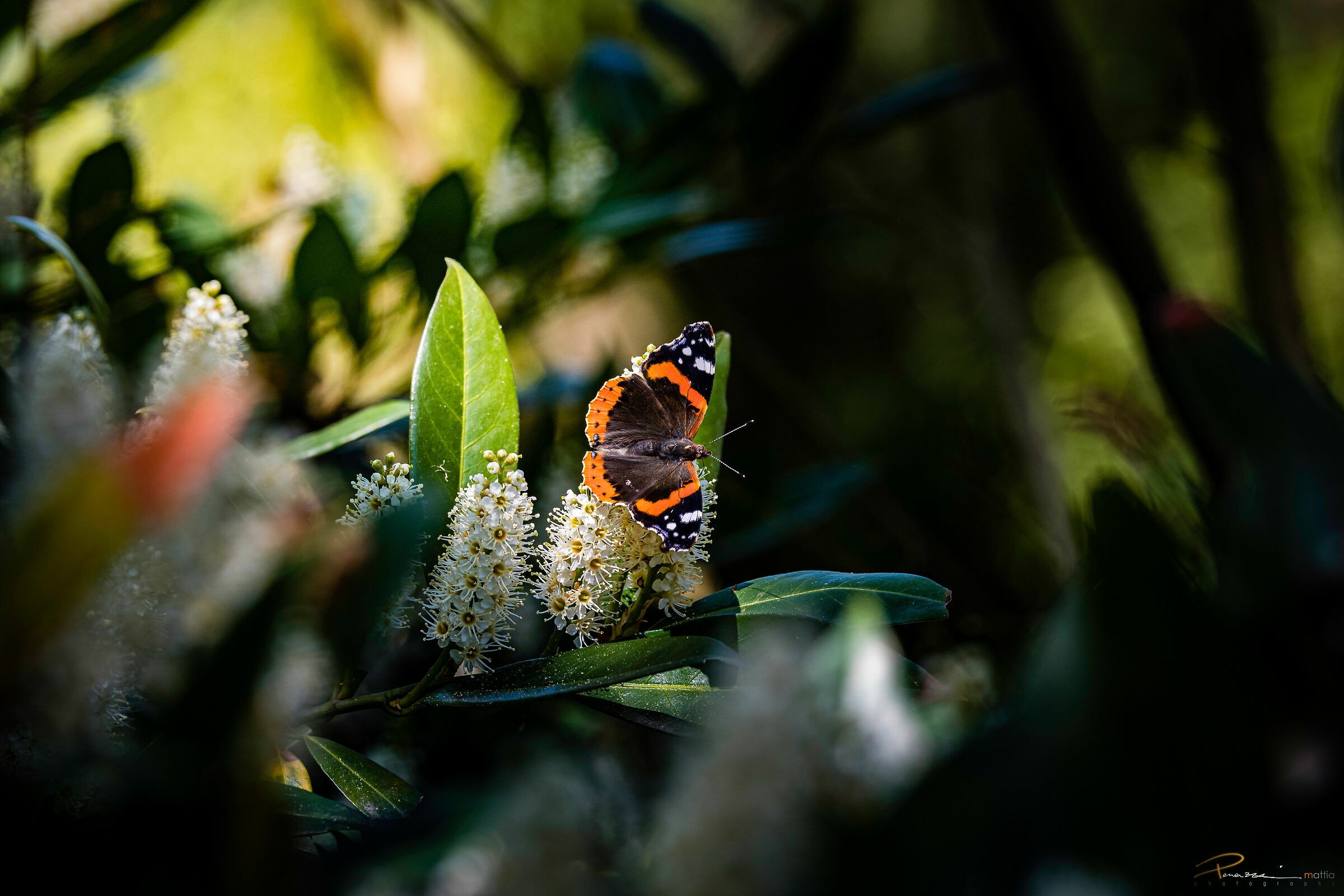Red admiral
