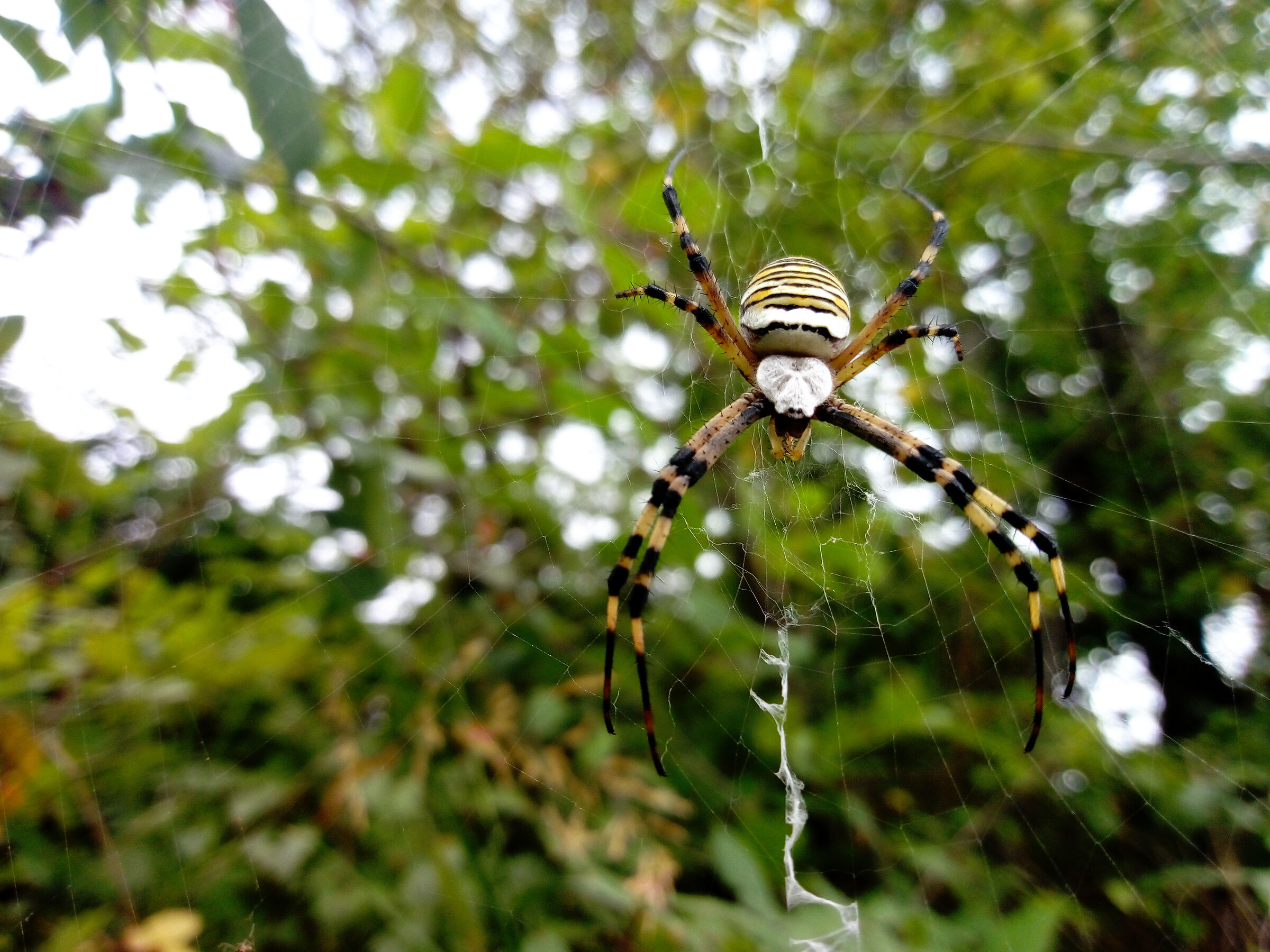 Argiope Caterpillars 2