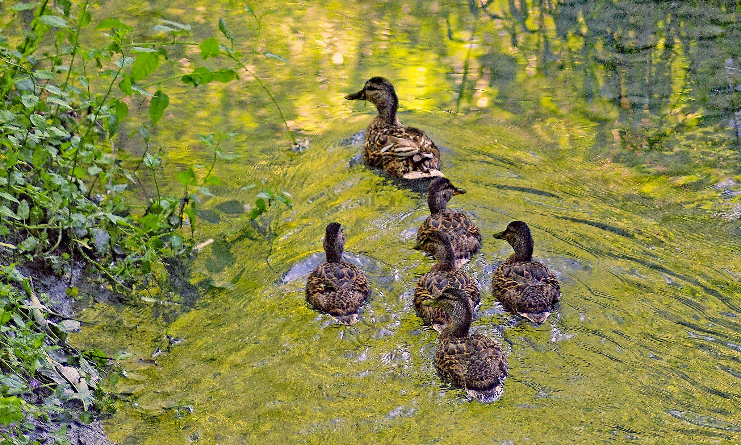 Famigliola di anatre