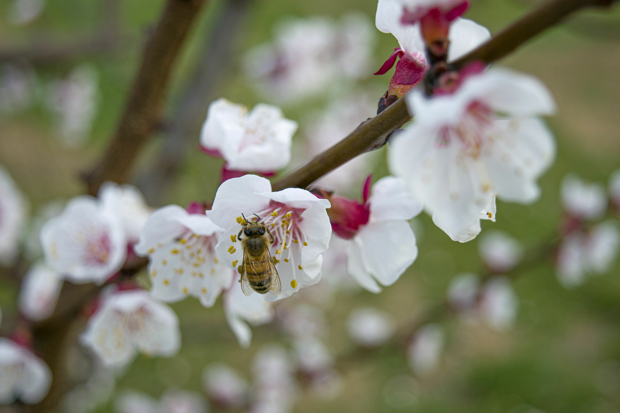 Flower With Bee