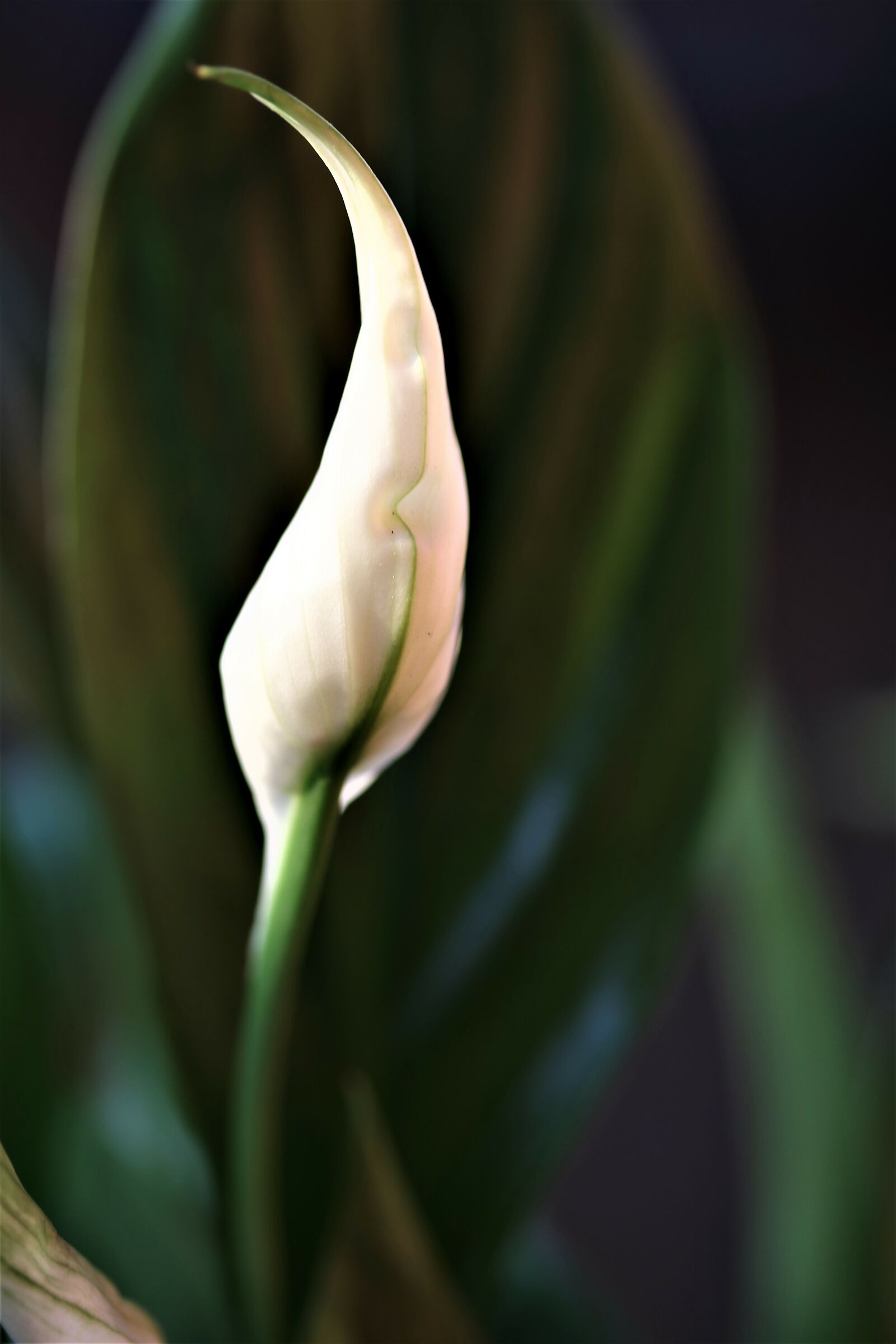Delicate... Calla