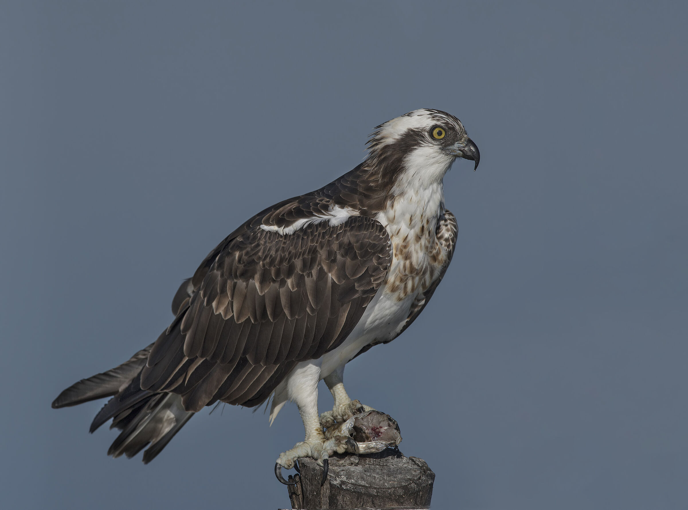 falco pescatore (pandion haliaetus)