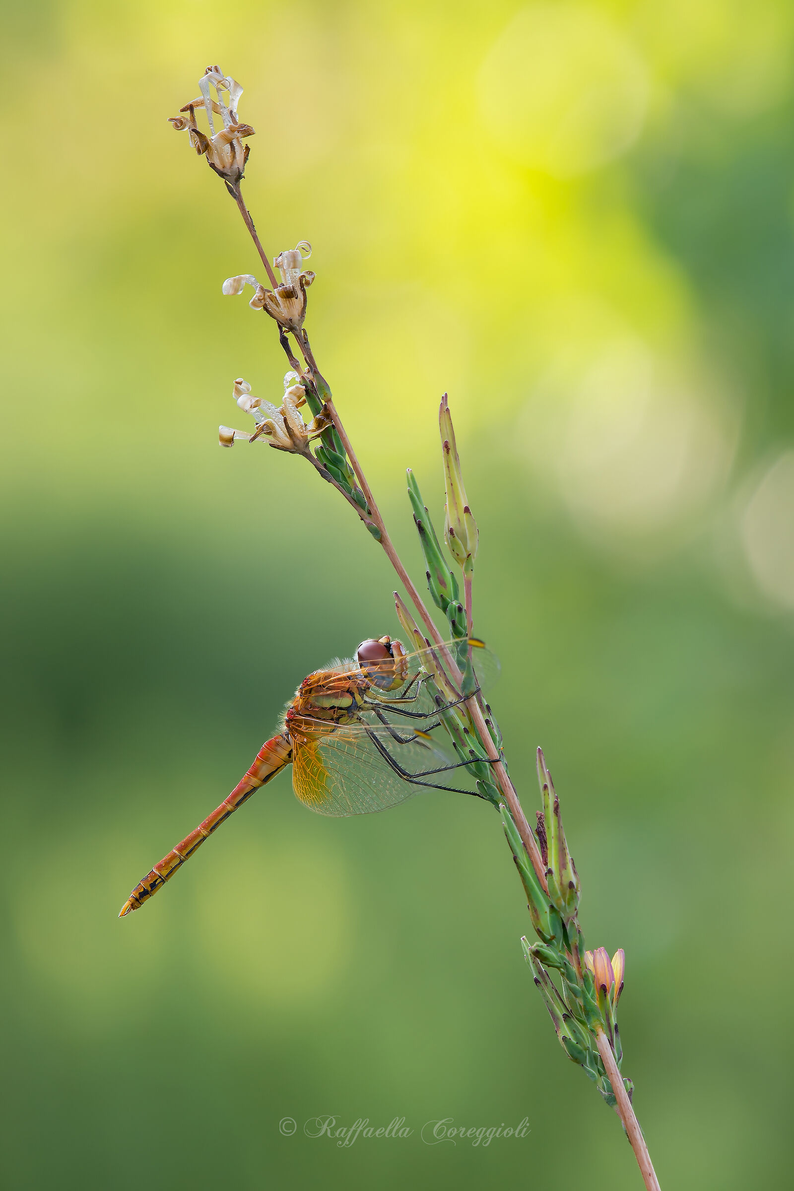 Sympetrum, New York