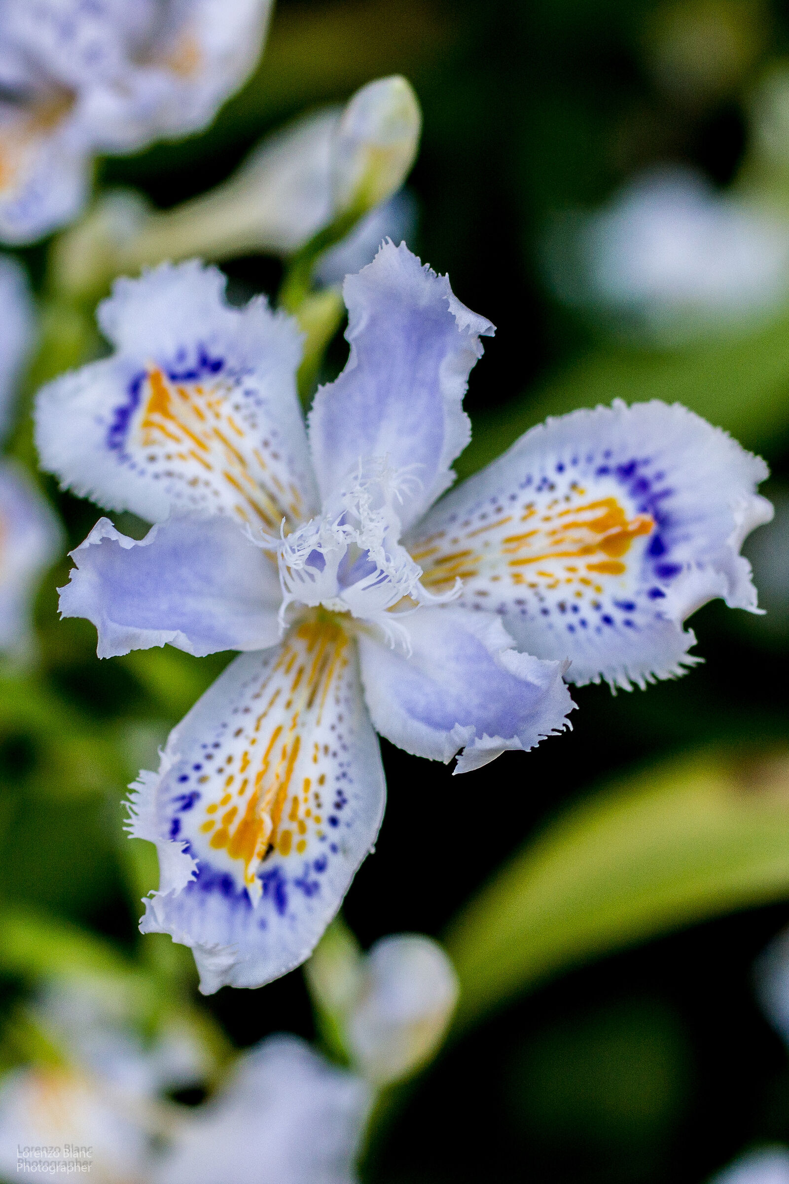 Iris Japonica
