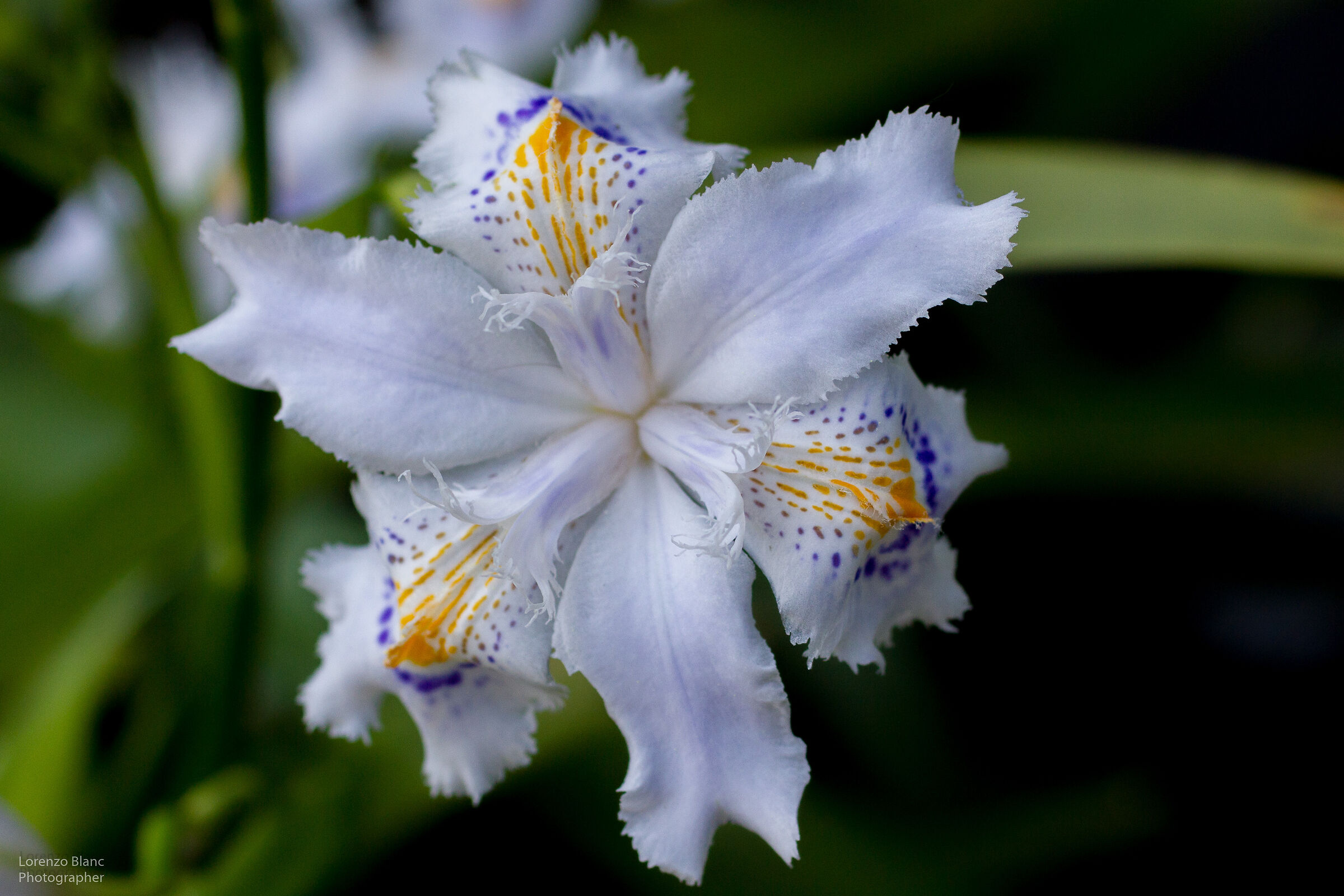 Iris Japonica