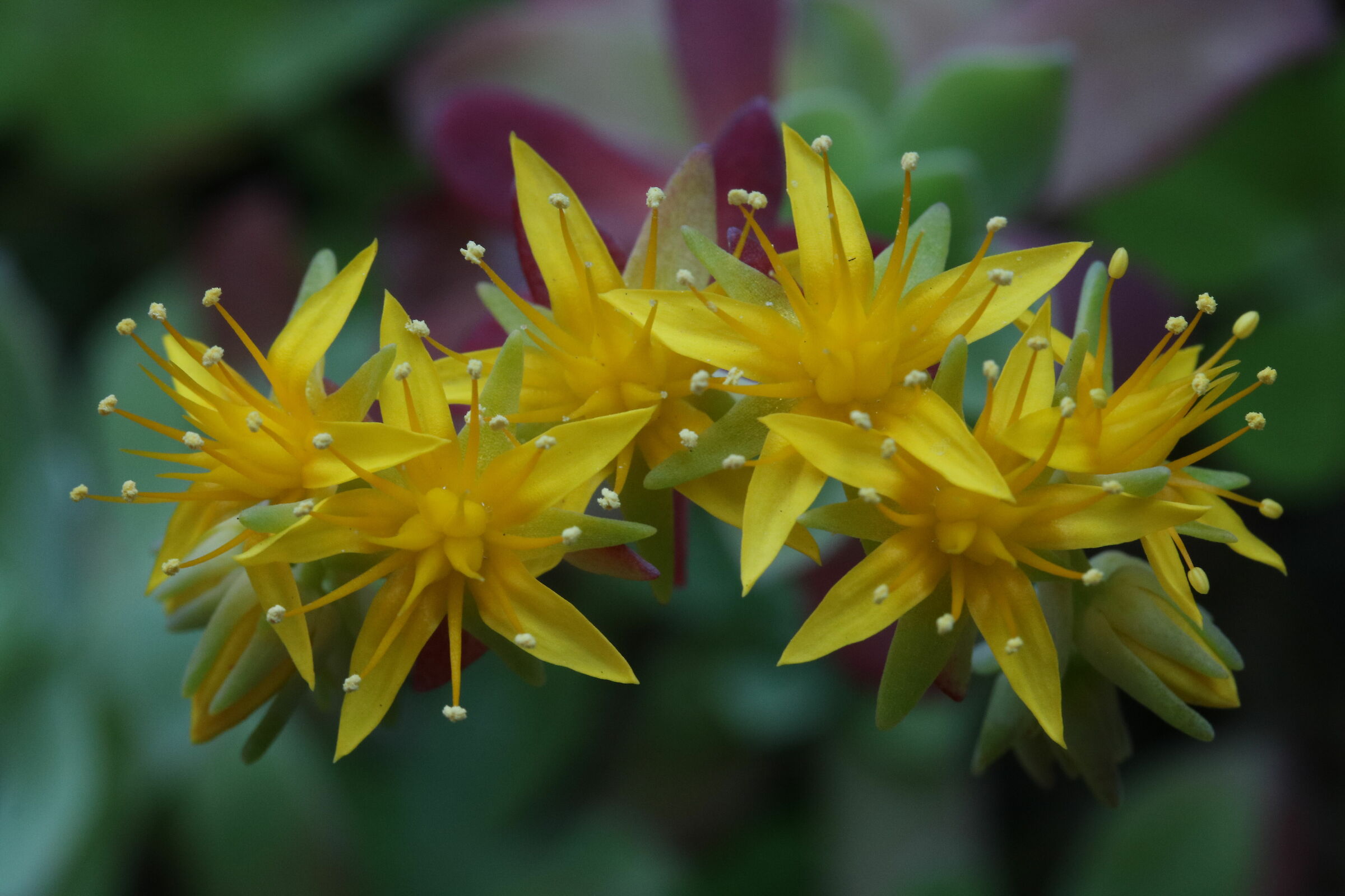 Sedum Flowers