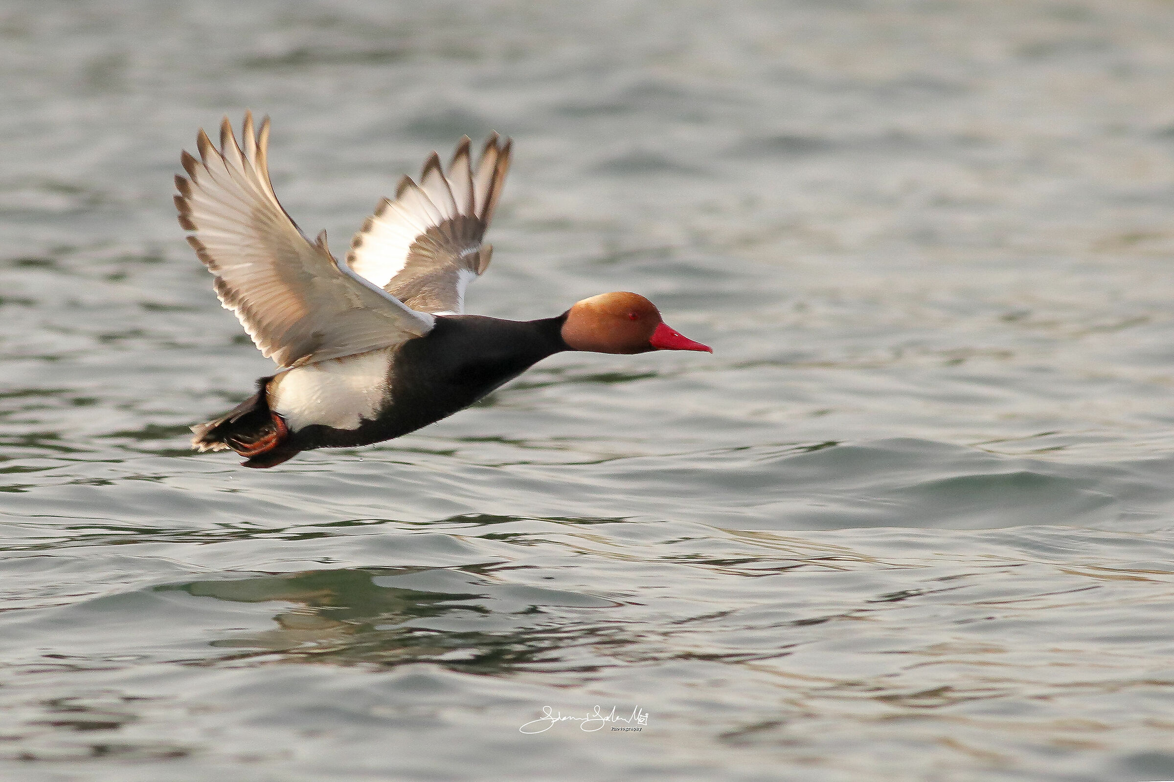Evening flights (Netta rufina, Pallas, 1773)