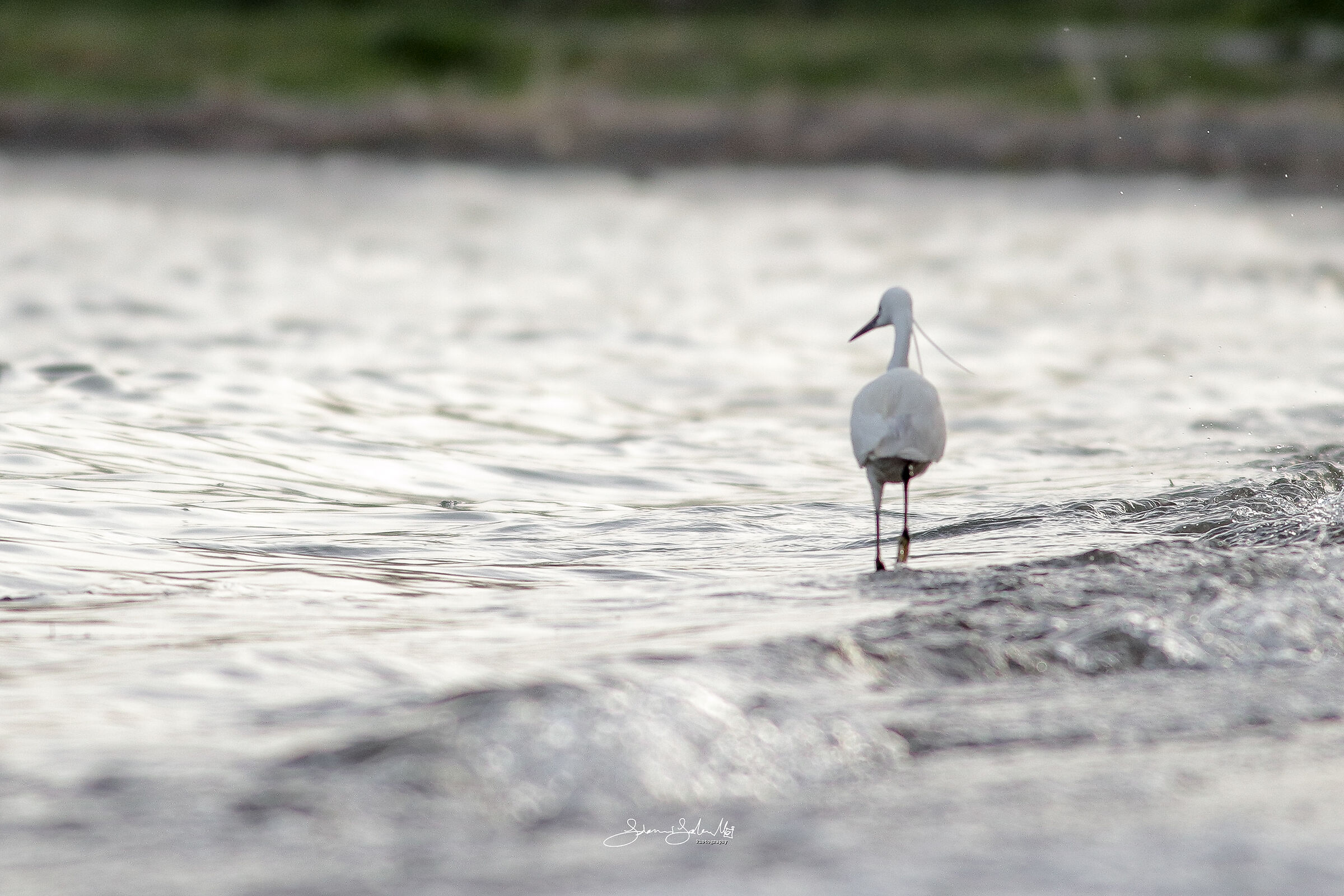 Nostalgia (Egretta Egretta Egret, Linnaeus, 1766)