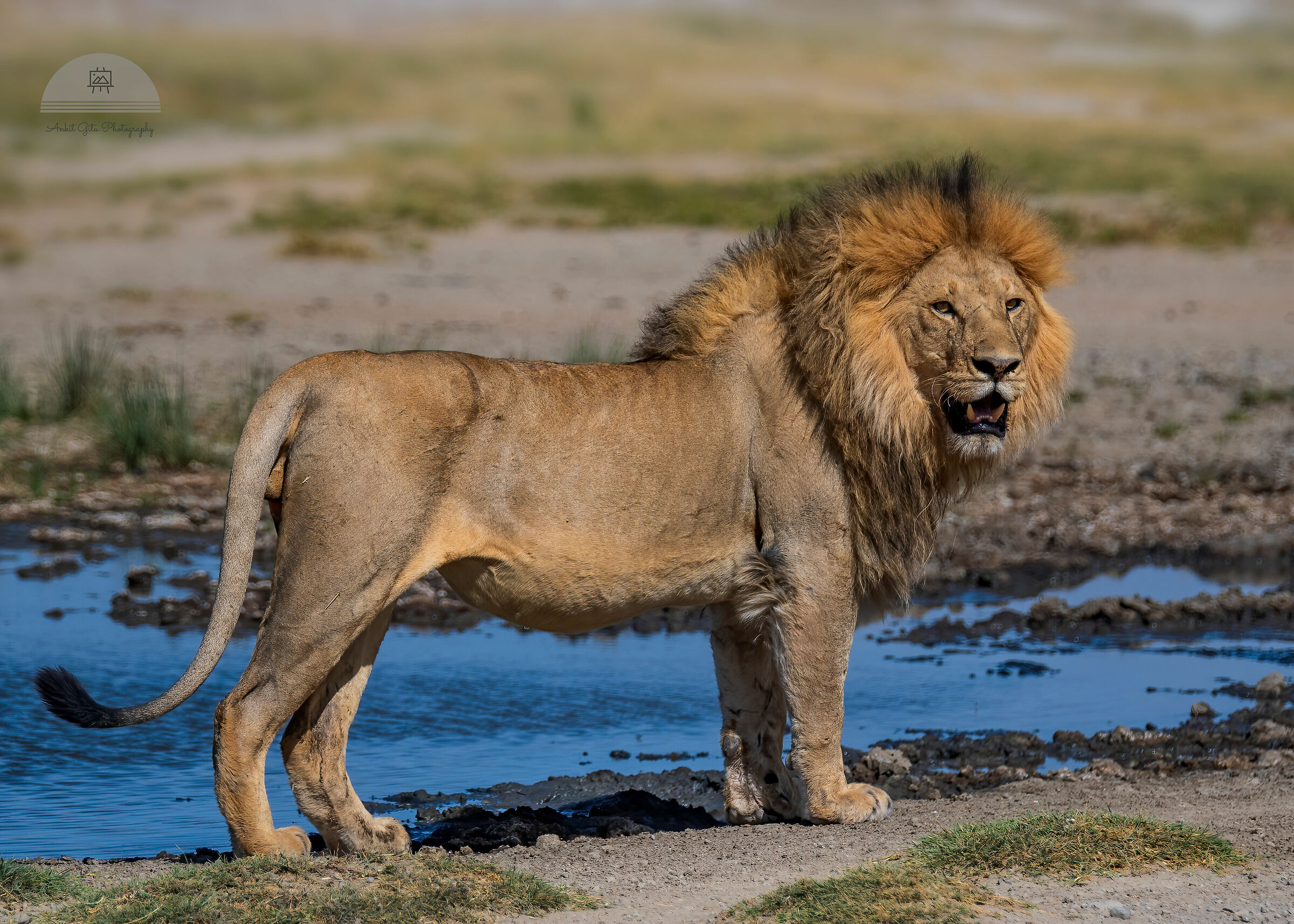 Un leone dominante che governa le pianure Serengeti !!