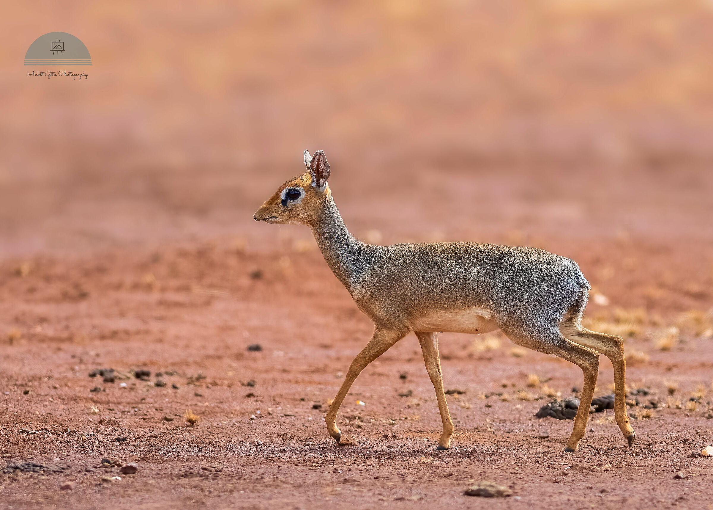 Kirk's Dik-dik in opens!