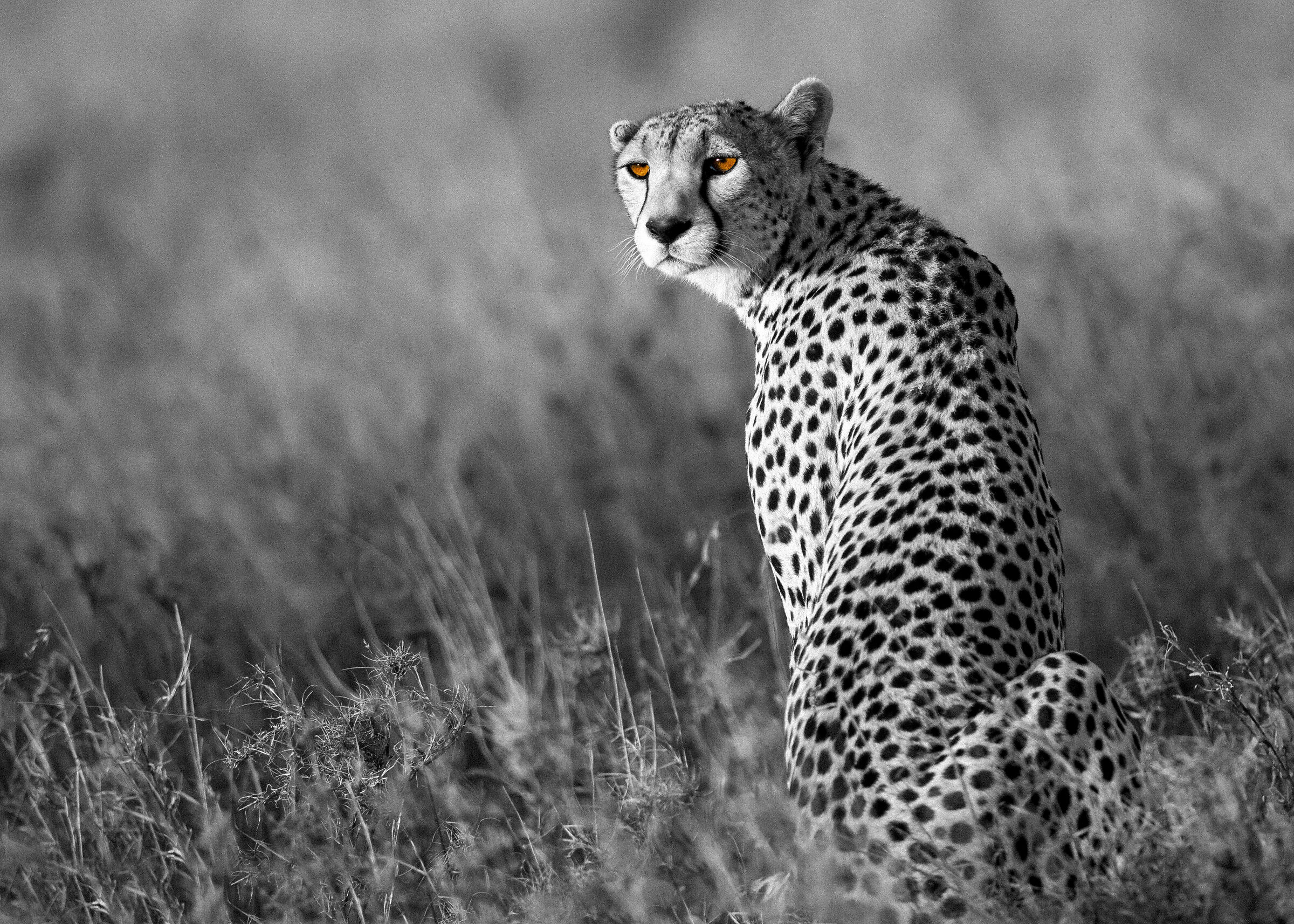 Eyes of the vigilant mother!