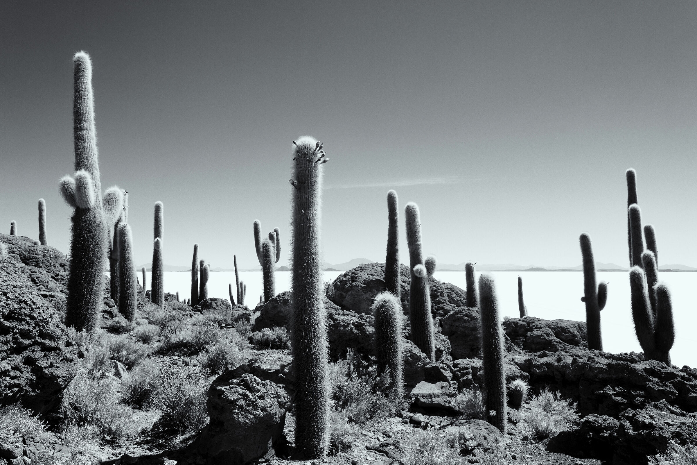 Guardando verso il cielo (Isla Incahuasi)