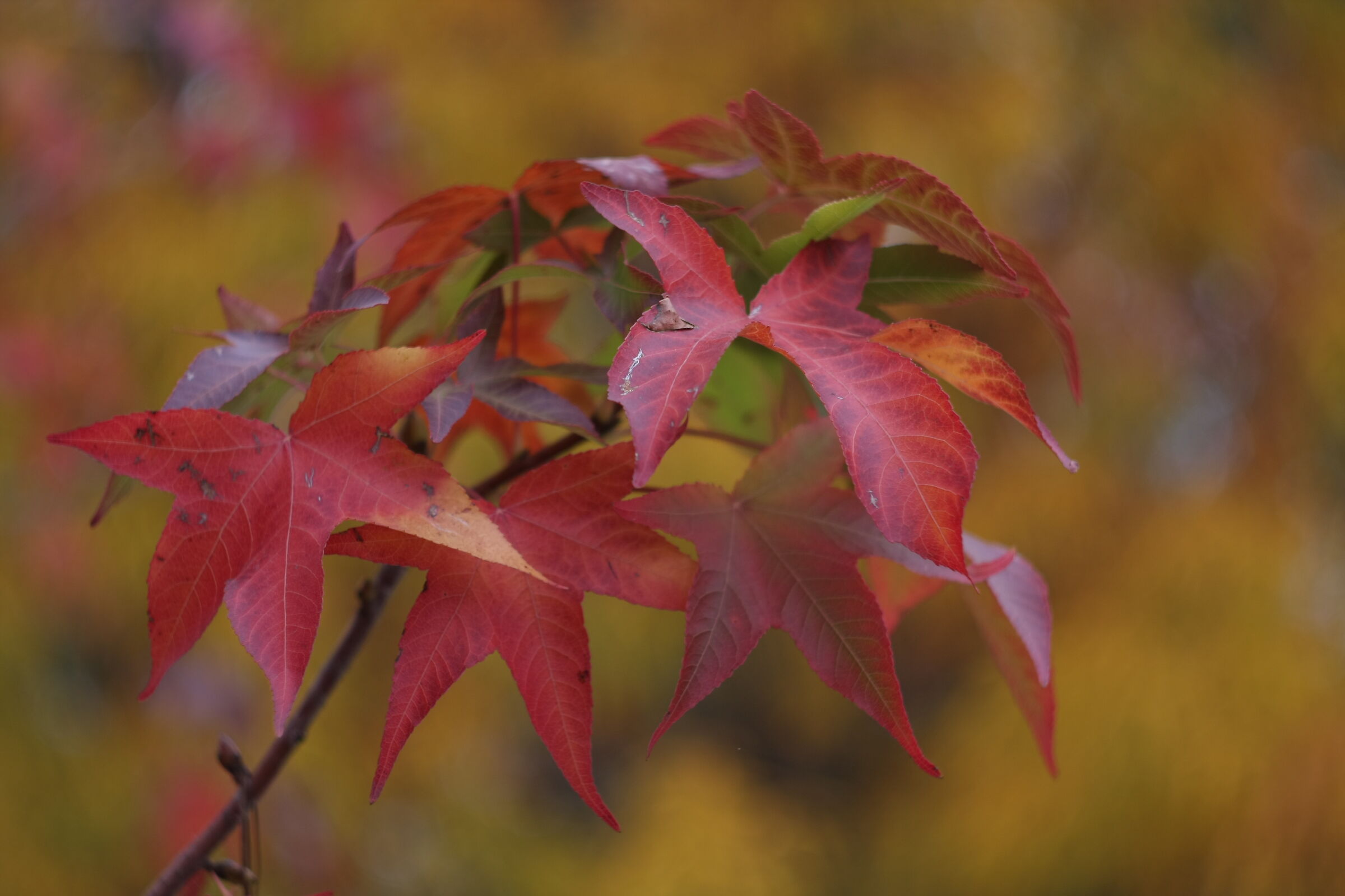 Particolare d'autunno