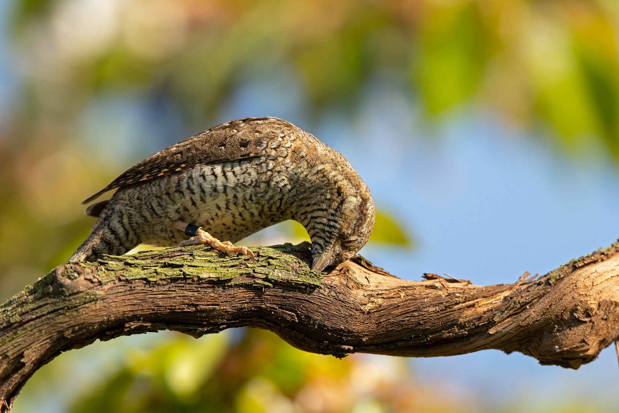 Torcicollo maschio su vitis vinifera