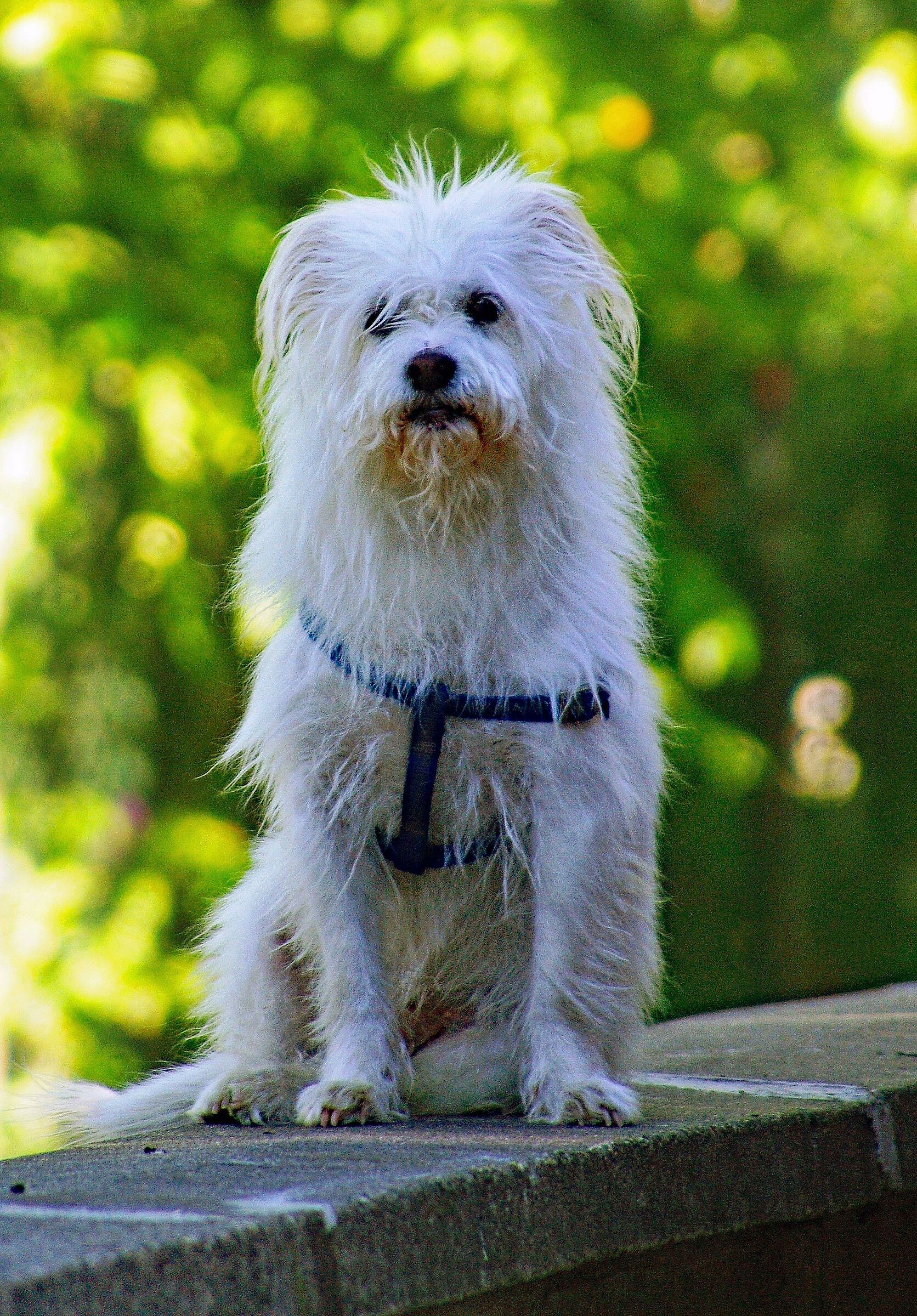 Un simpatico cagnolino ...