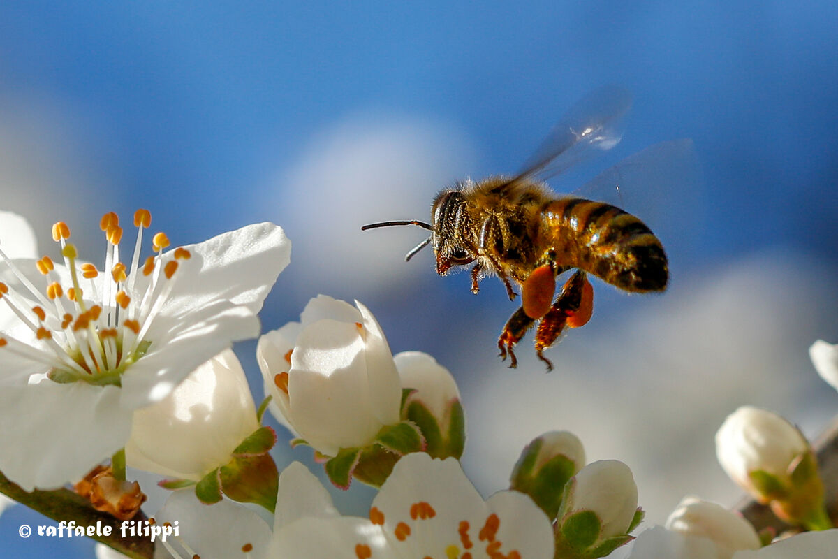 The flight of the bee with its load of pollen