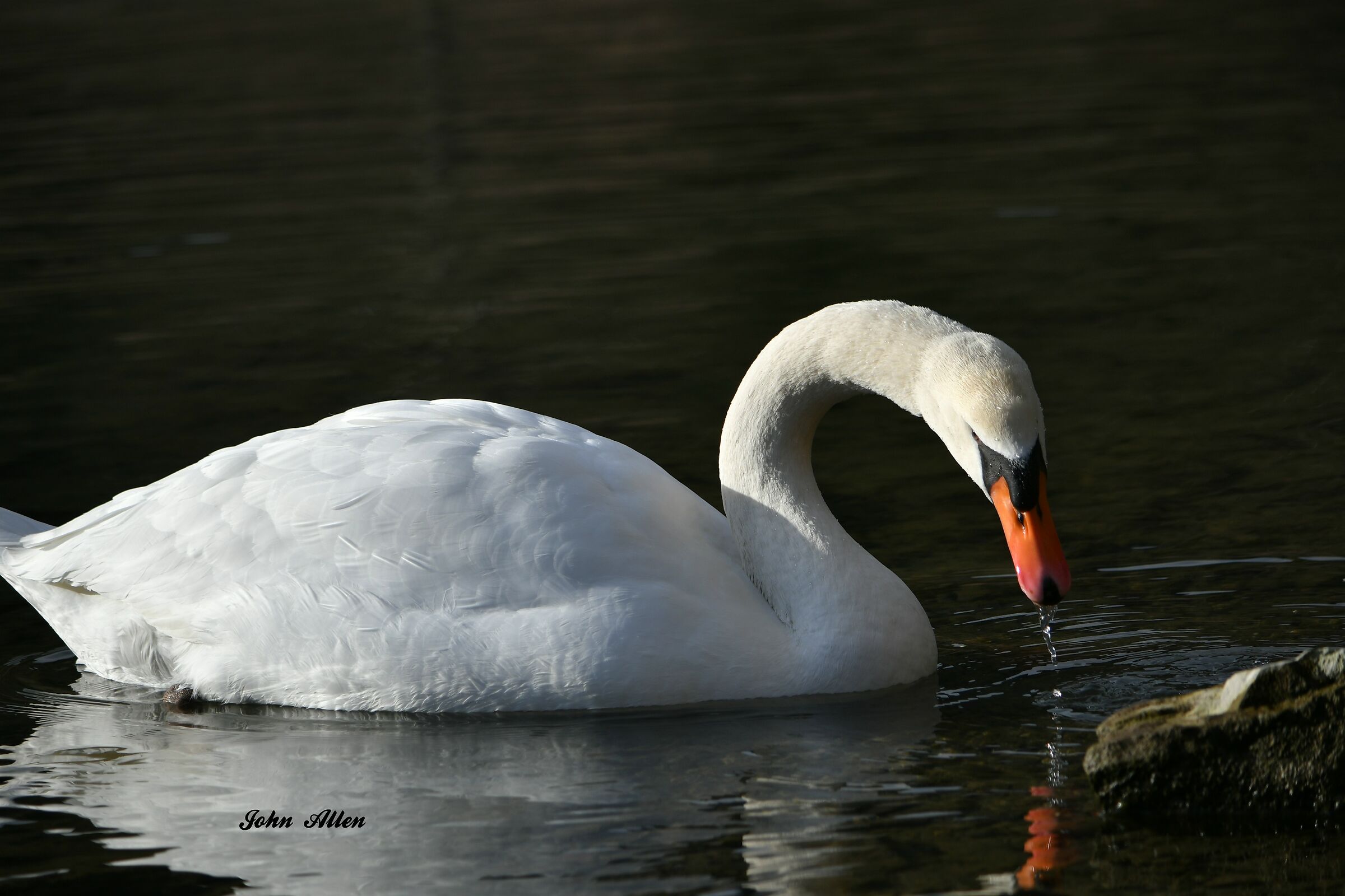 Swan