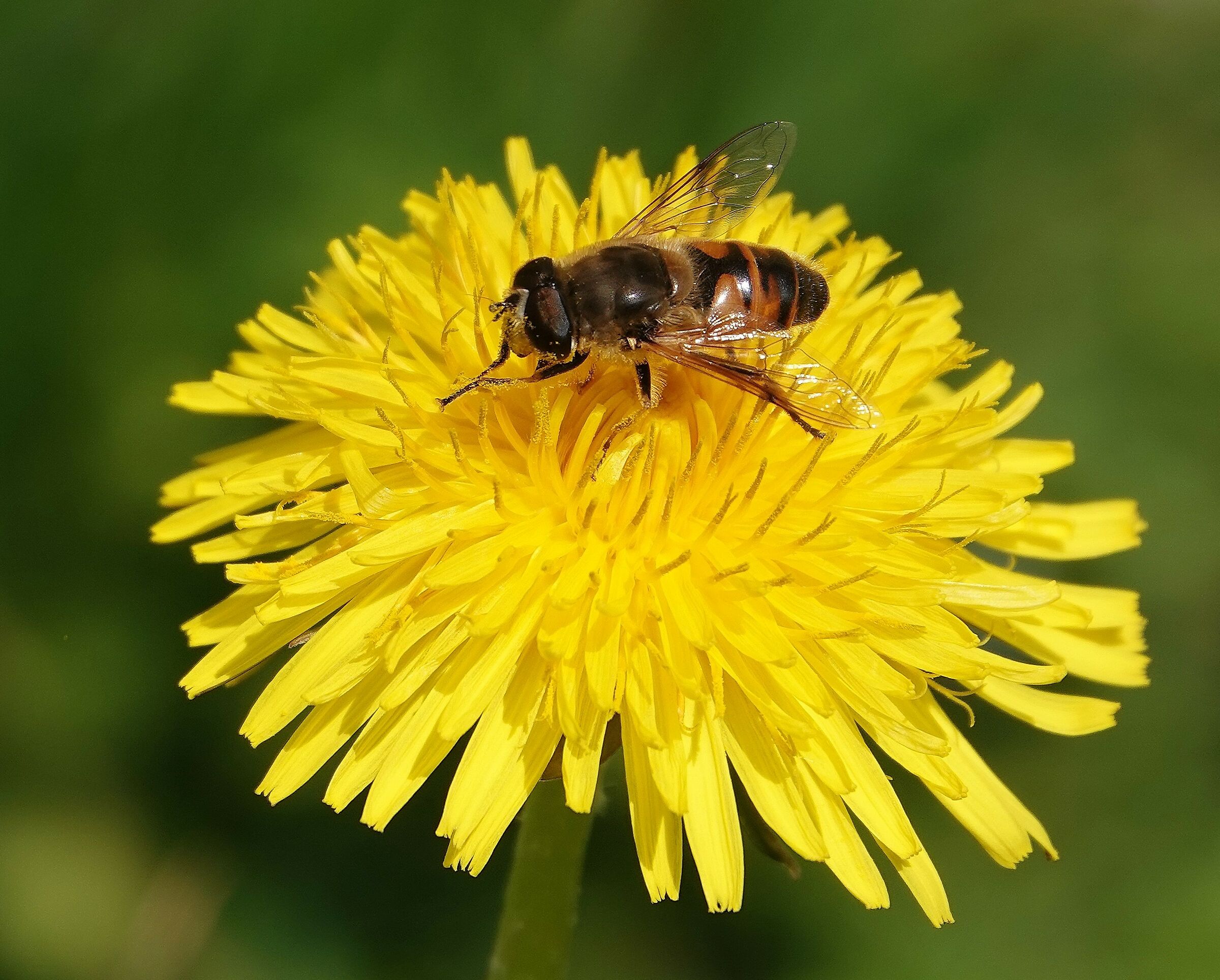 BEE ON DANDELION FLOWER