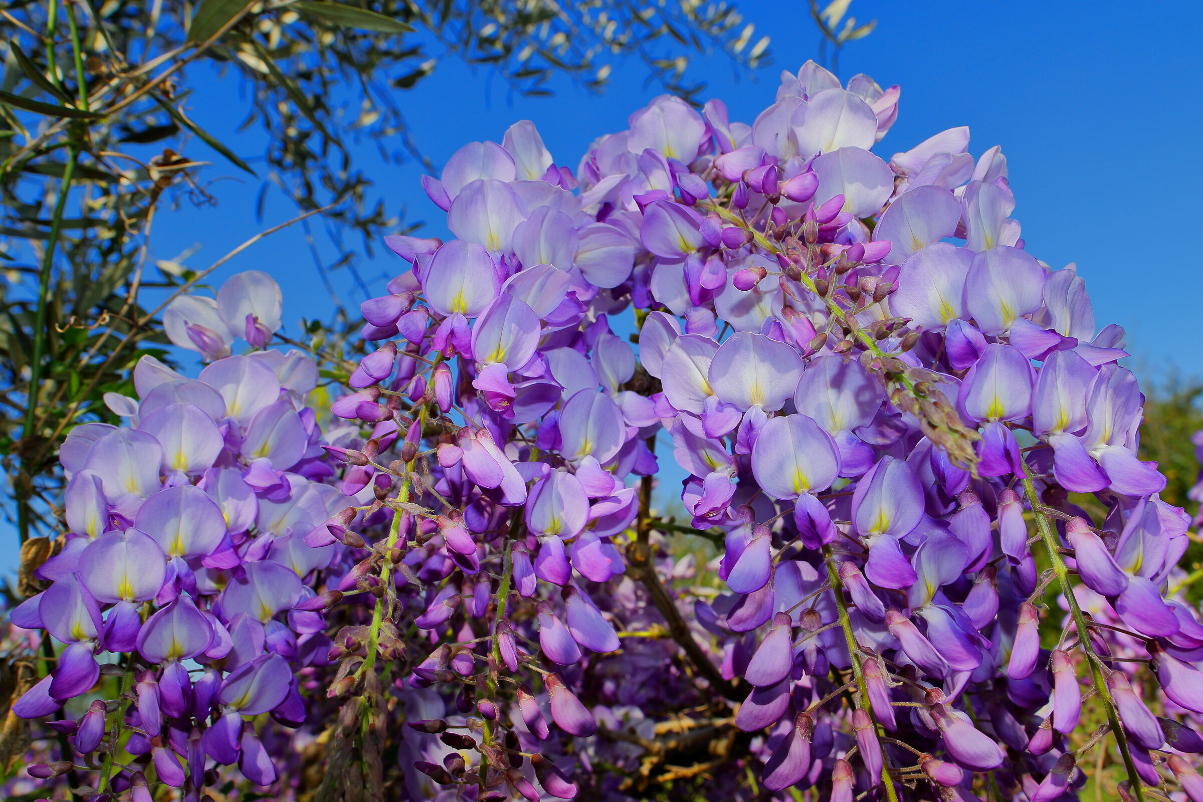 Un glicine sotto agli ulivi