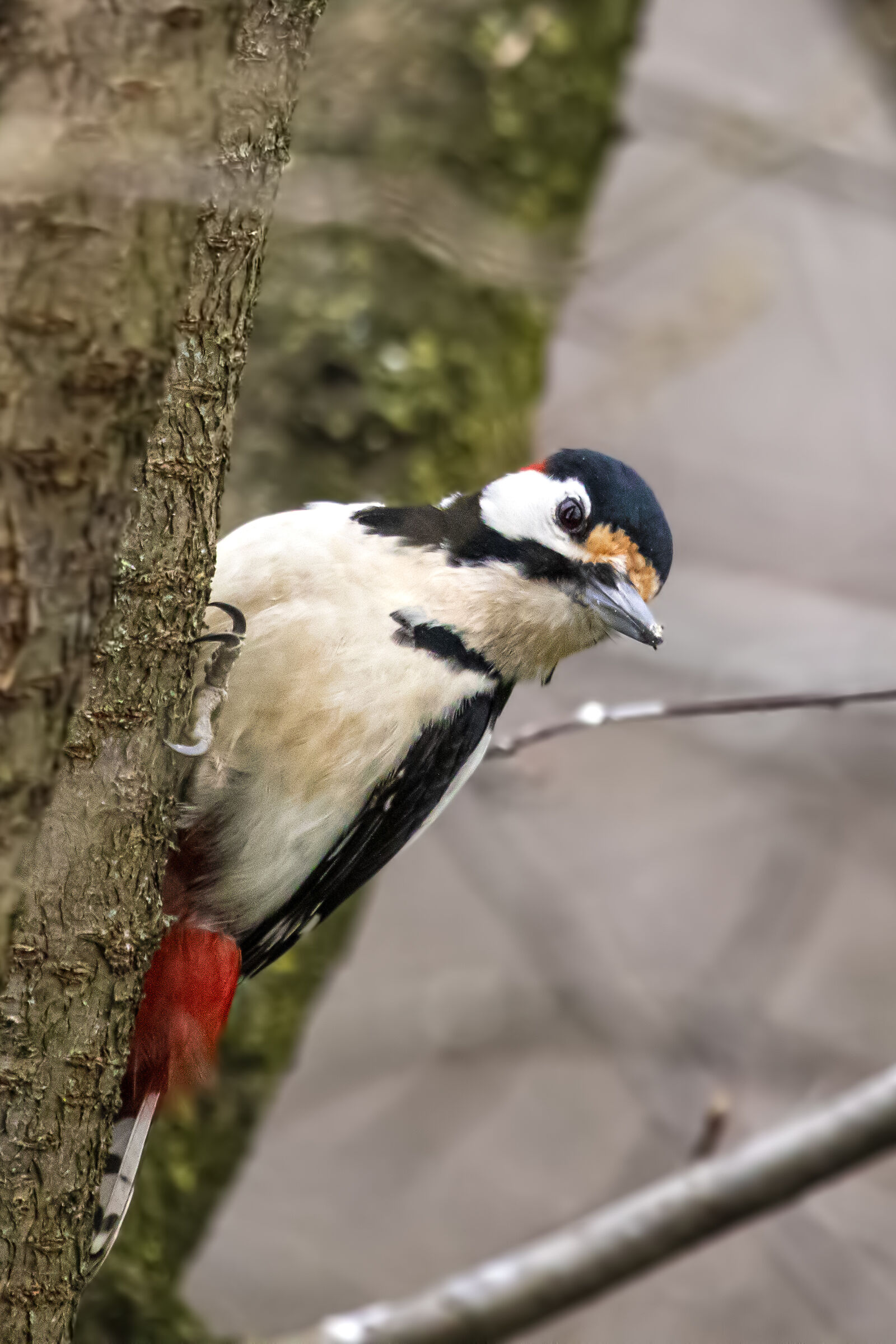 Major red woodpecker