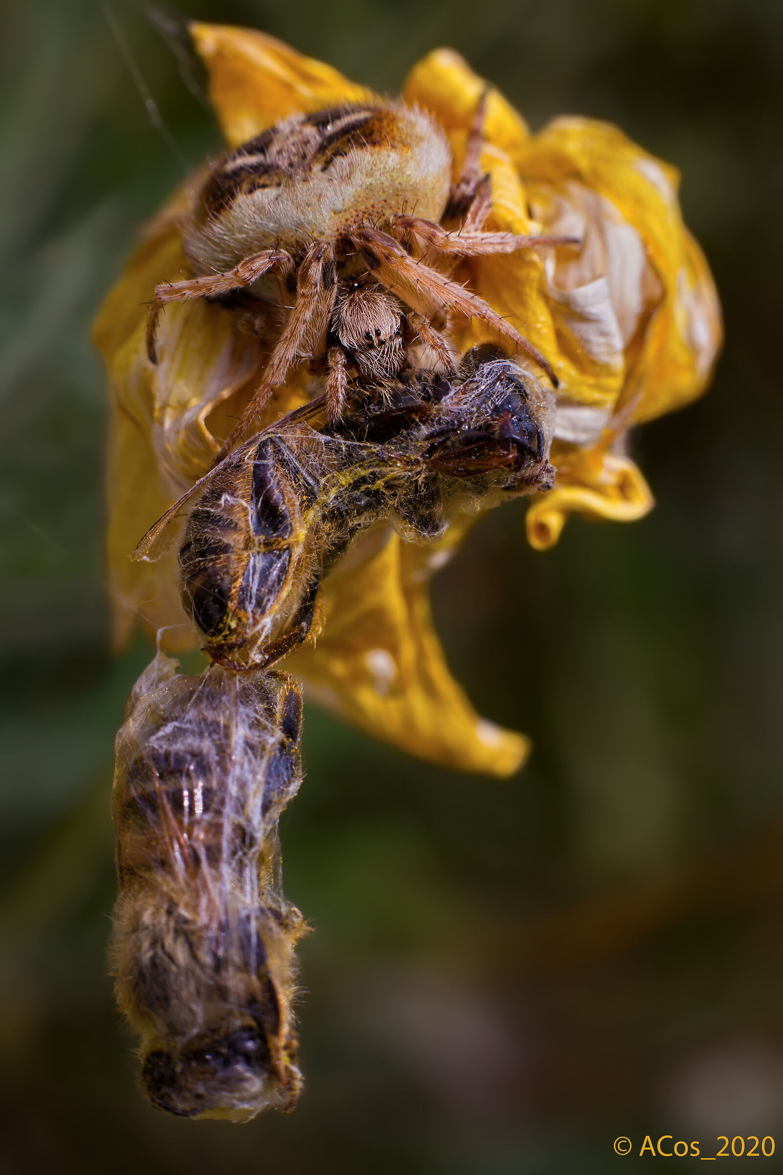 Il grappolo della morte