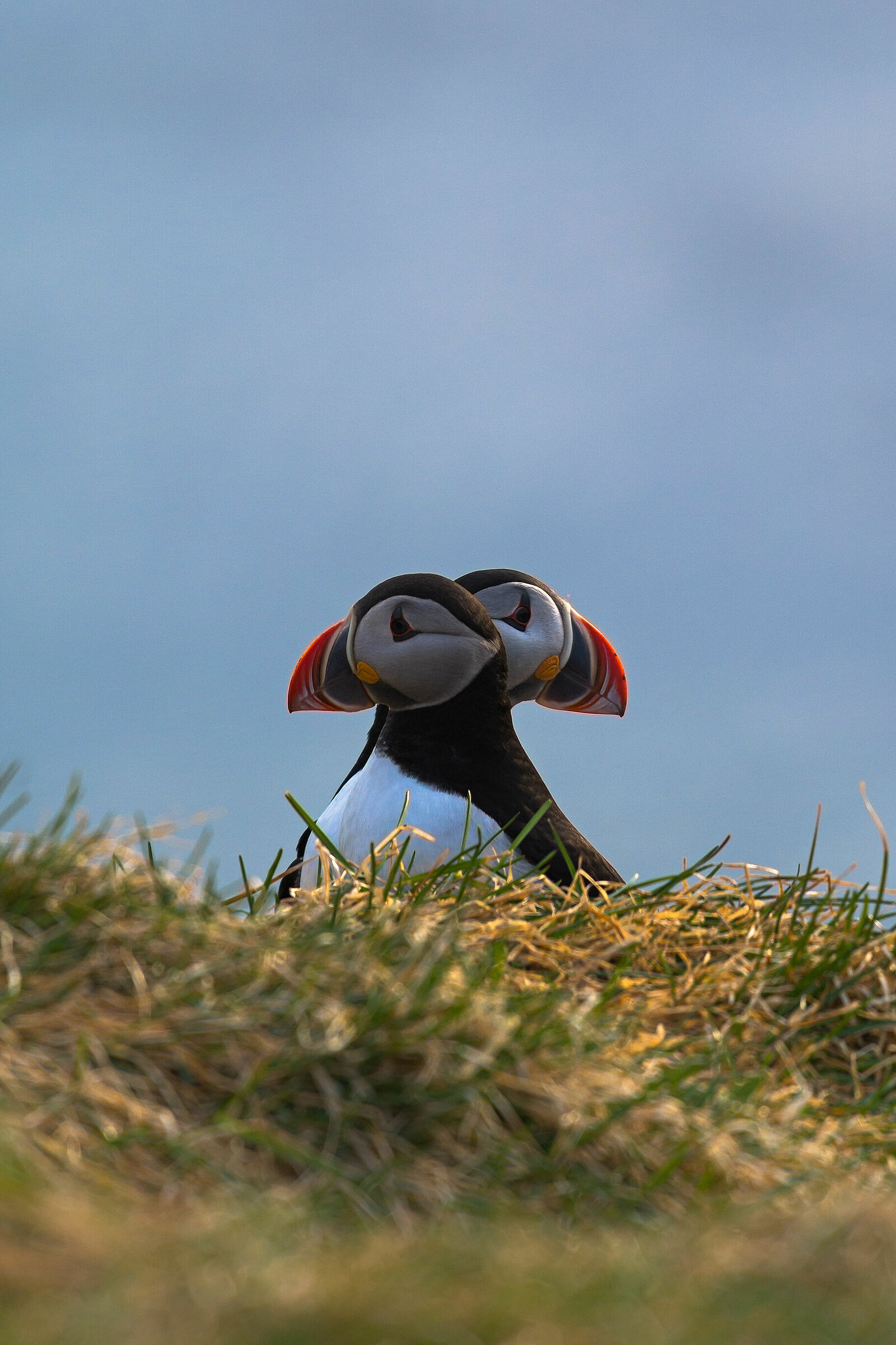 Puffin Gemini