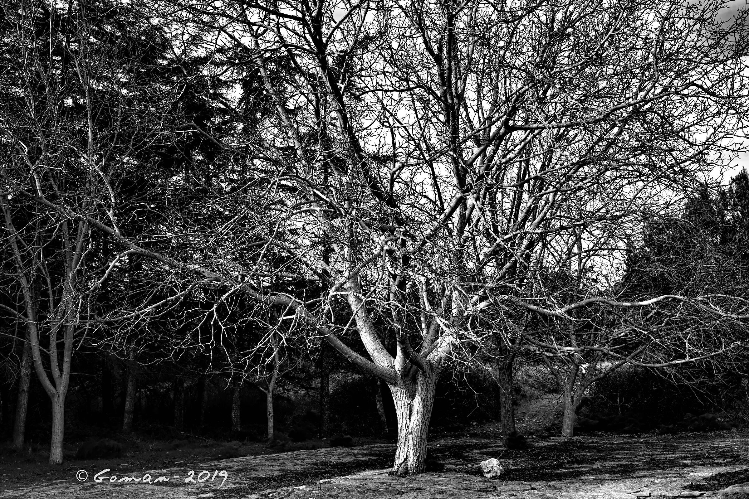 Mercadante-Masseria S.Antonio