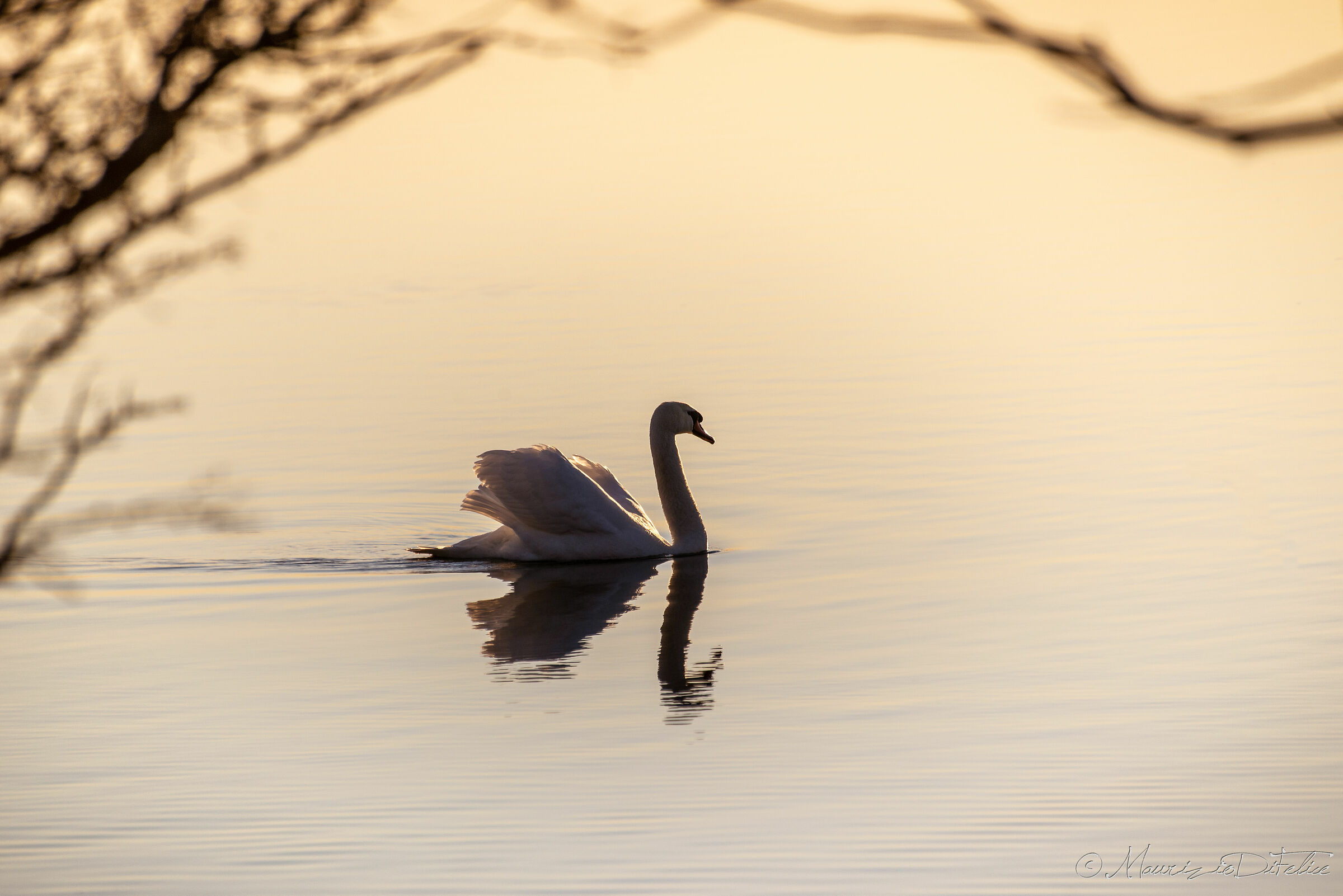 Swan in the sunset