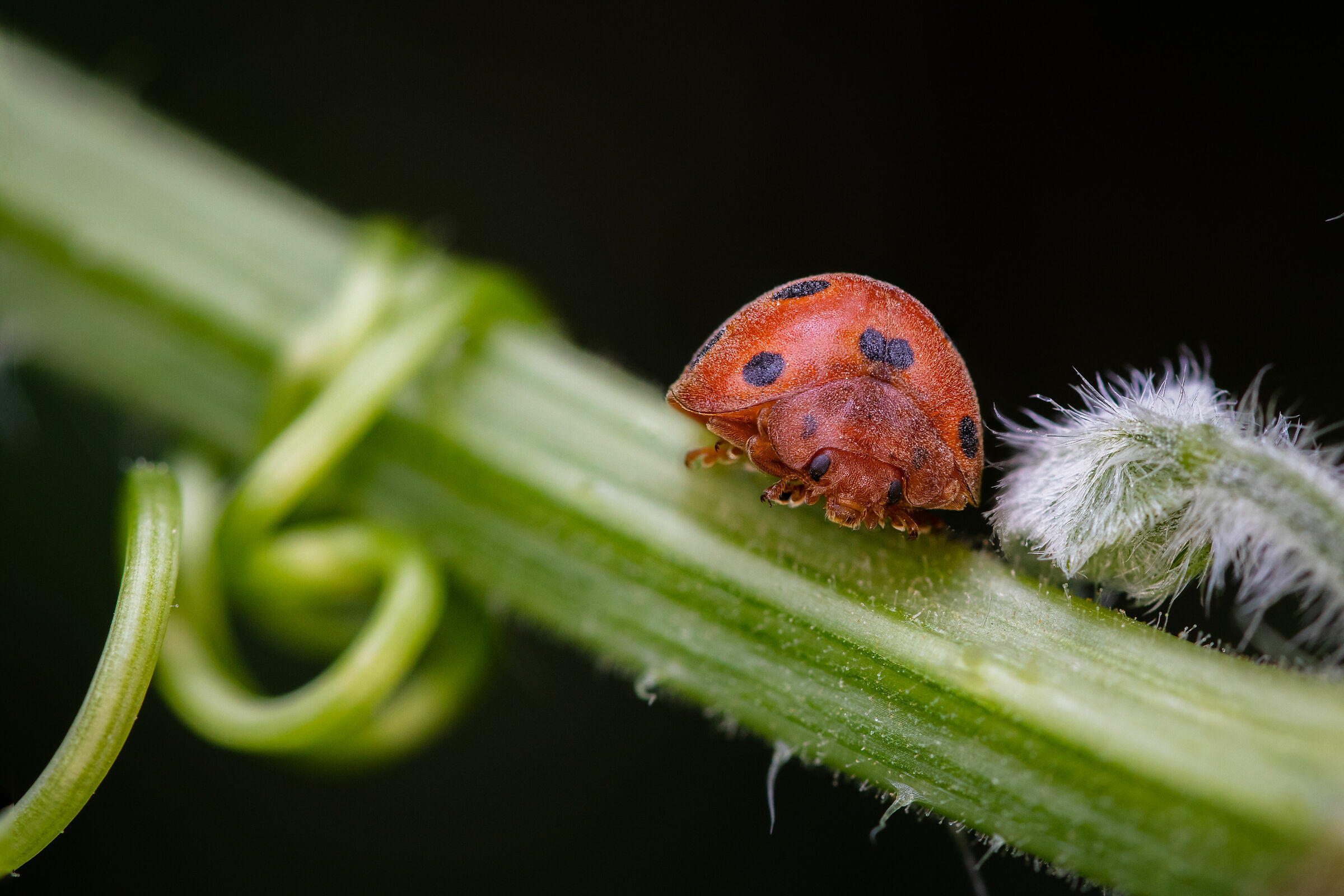 Ladybug