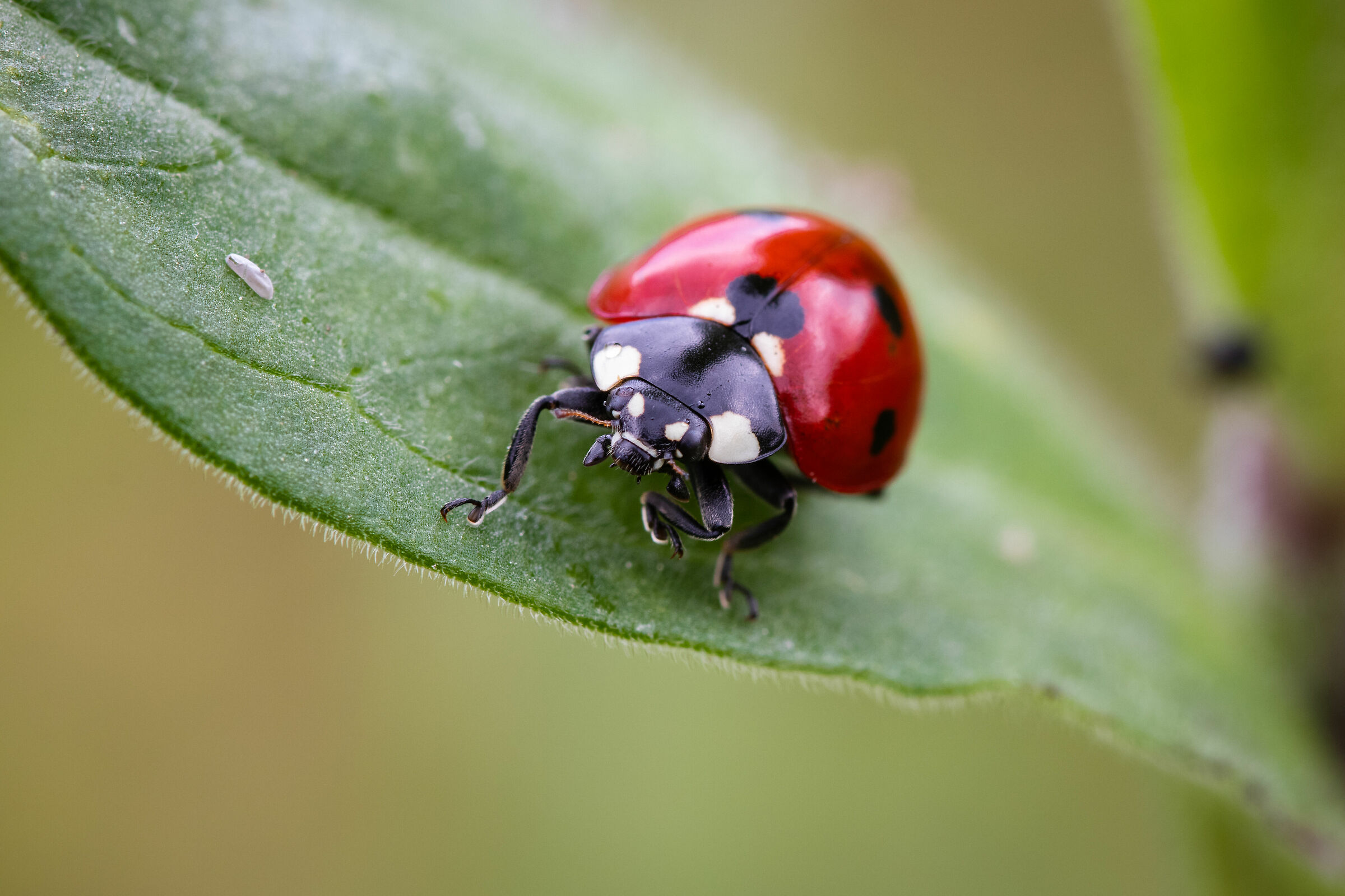 Ladybug