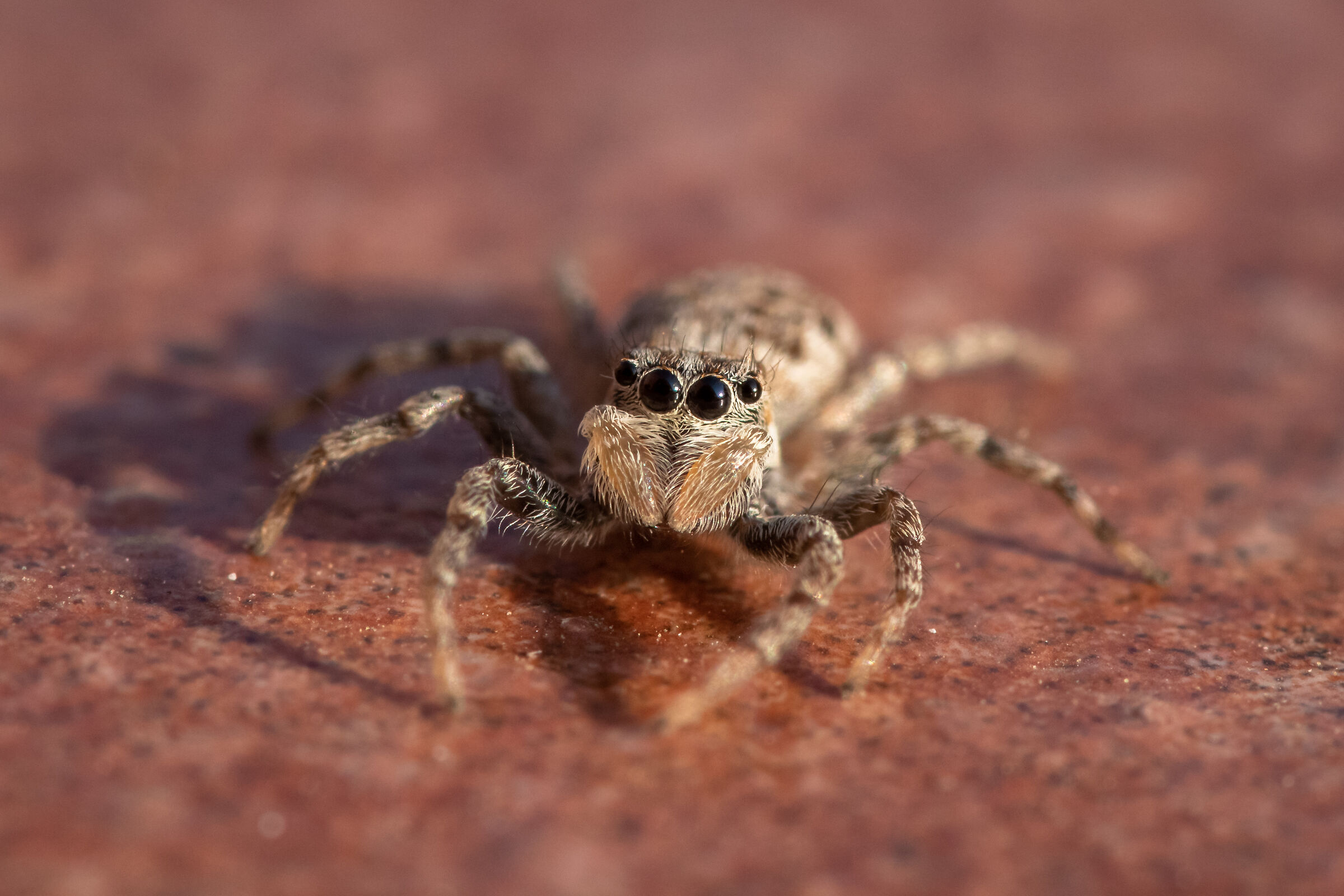 Jumping Spider