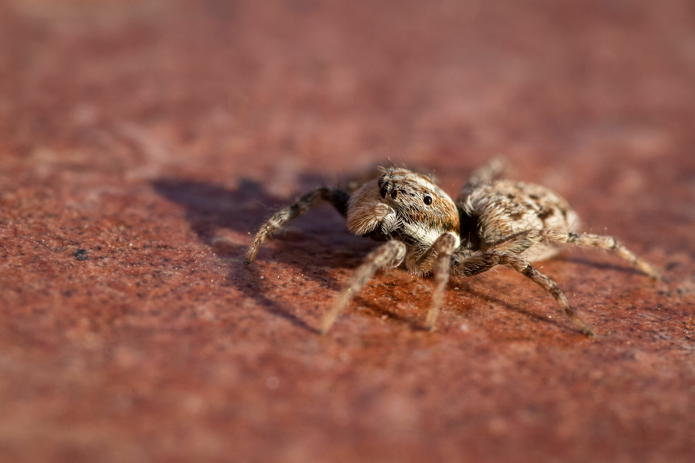 Jumping Spider