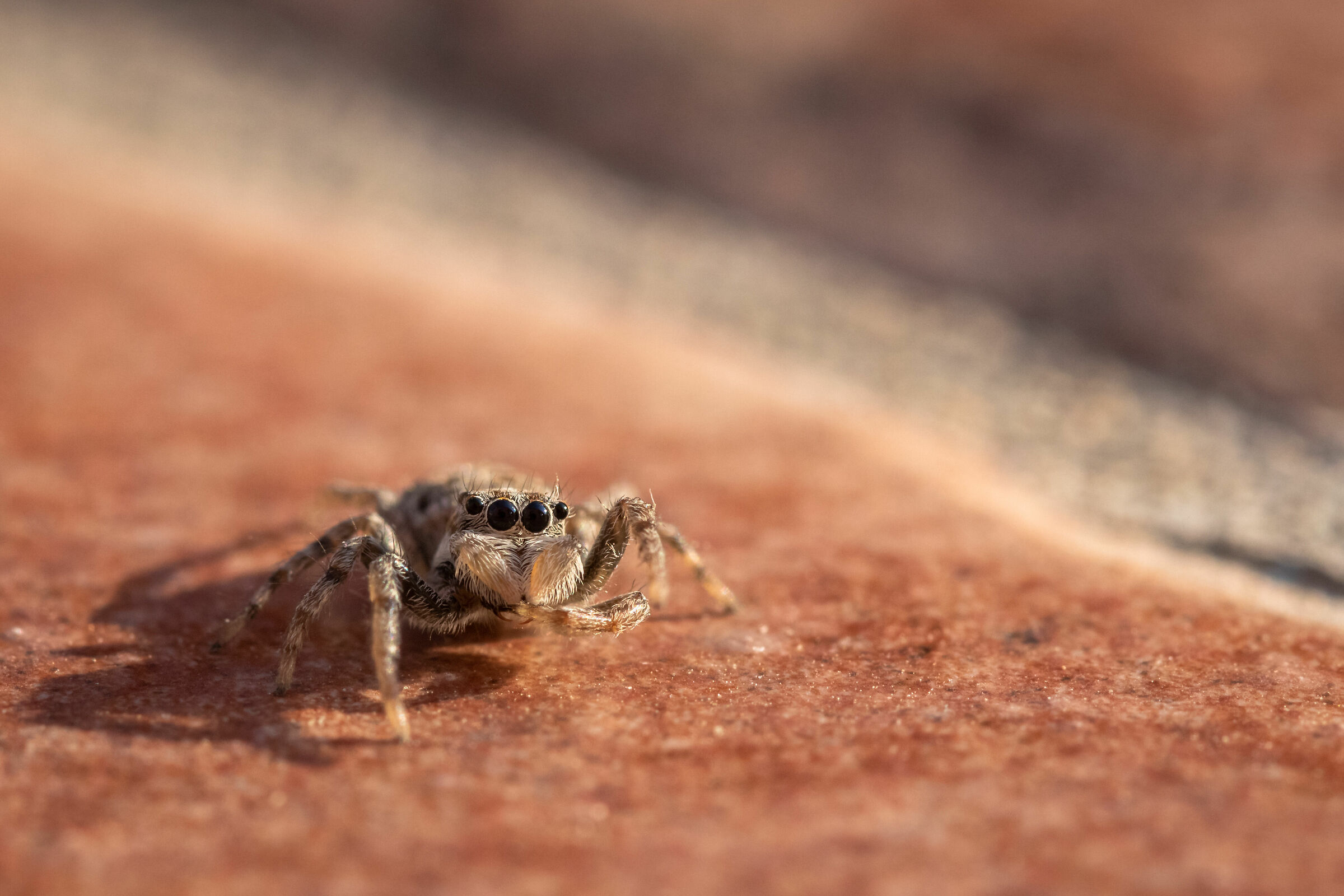 Jumping Spider