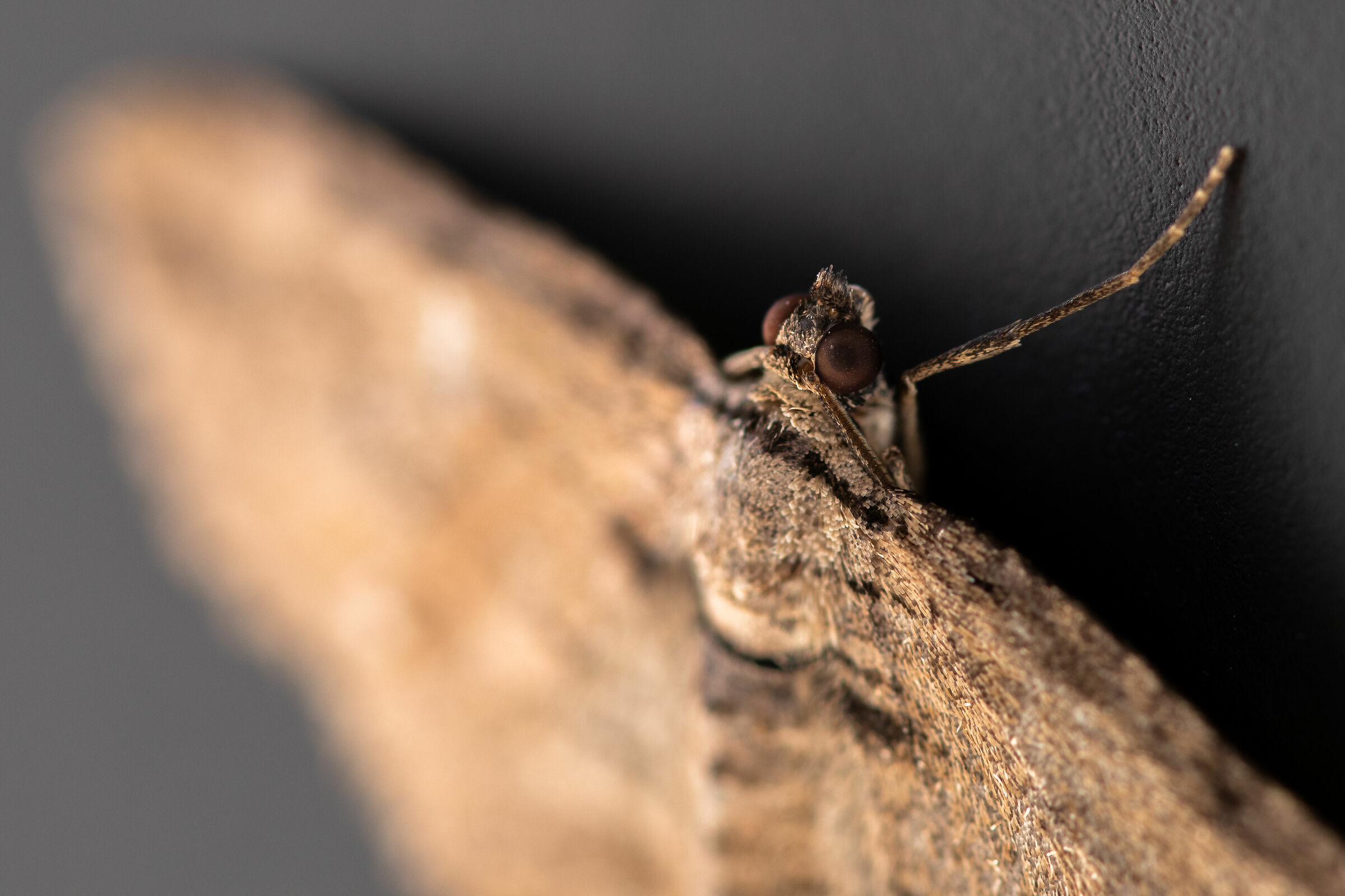 A moth sleeping on my drawer