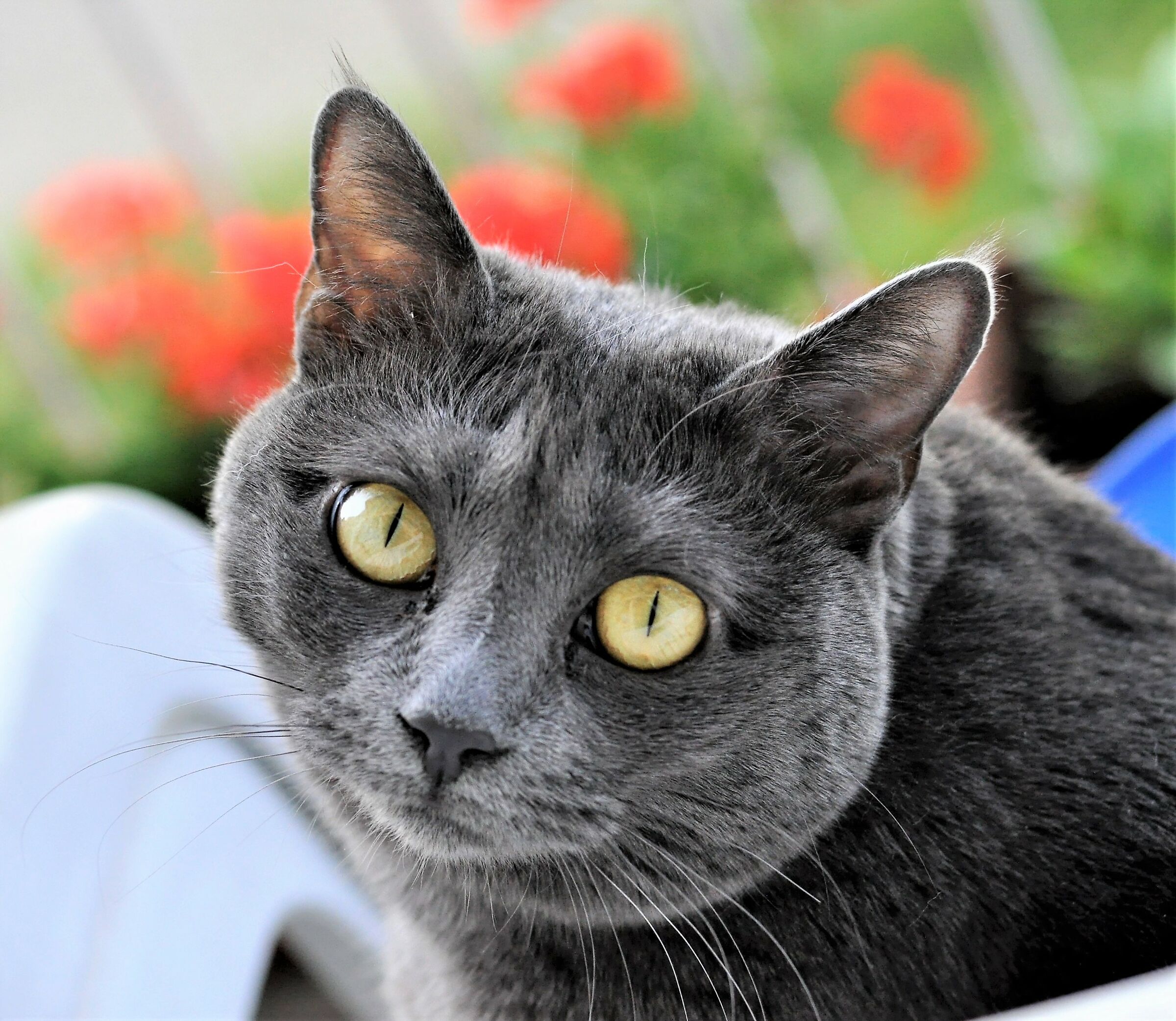 Brigitte on a spring morning