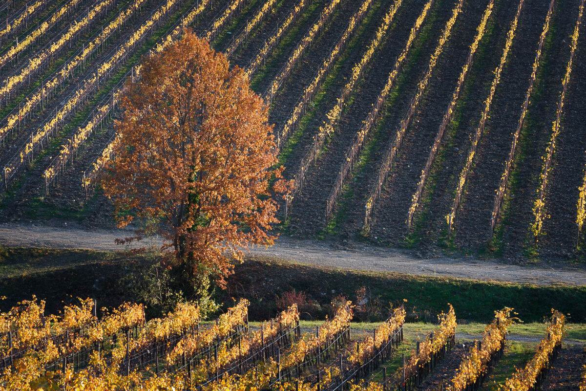 I primi colli del Chianti ...