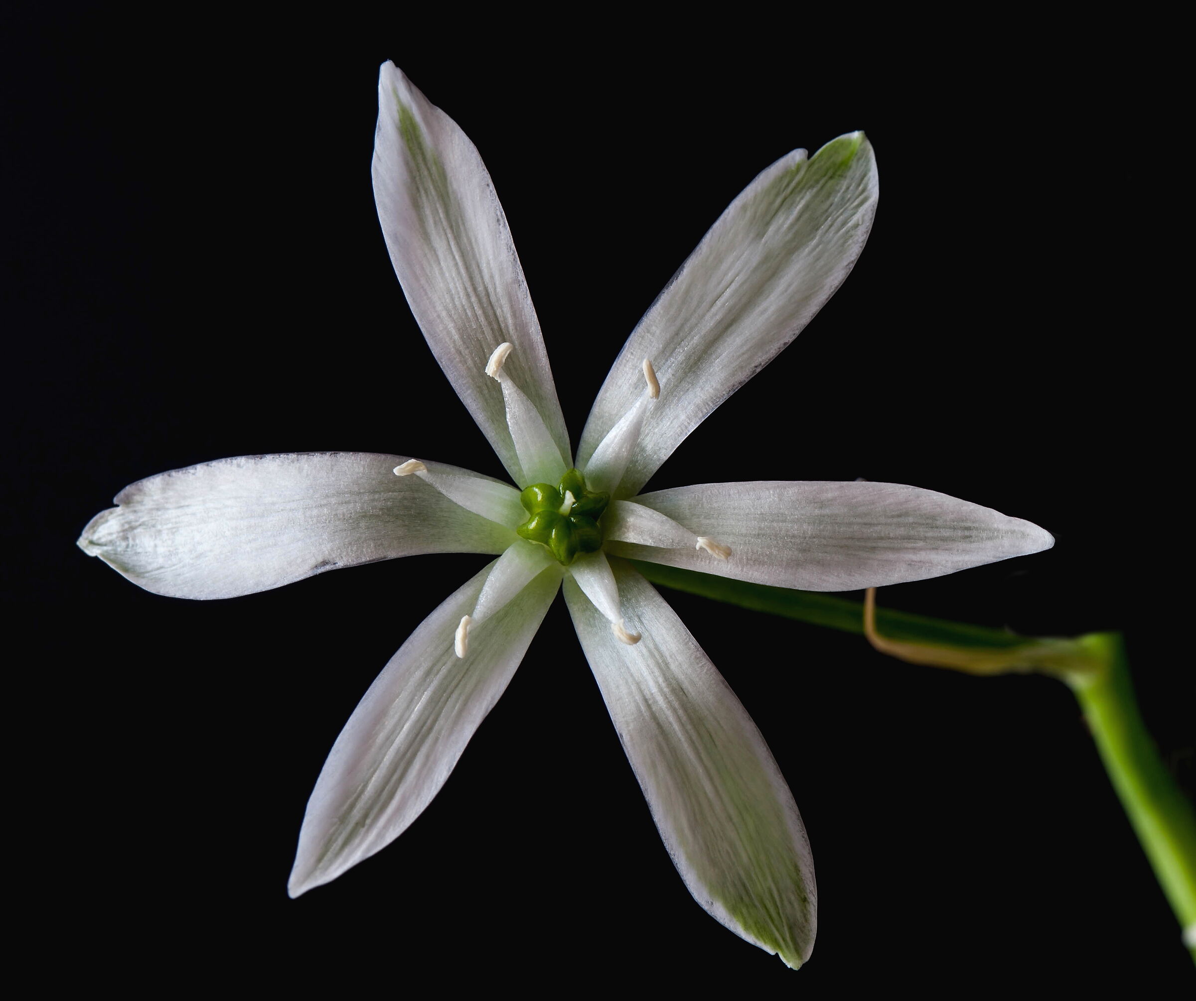 Ornitogallum umbellatum
