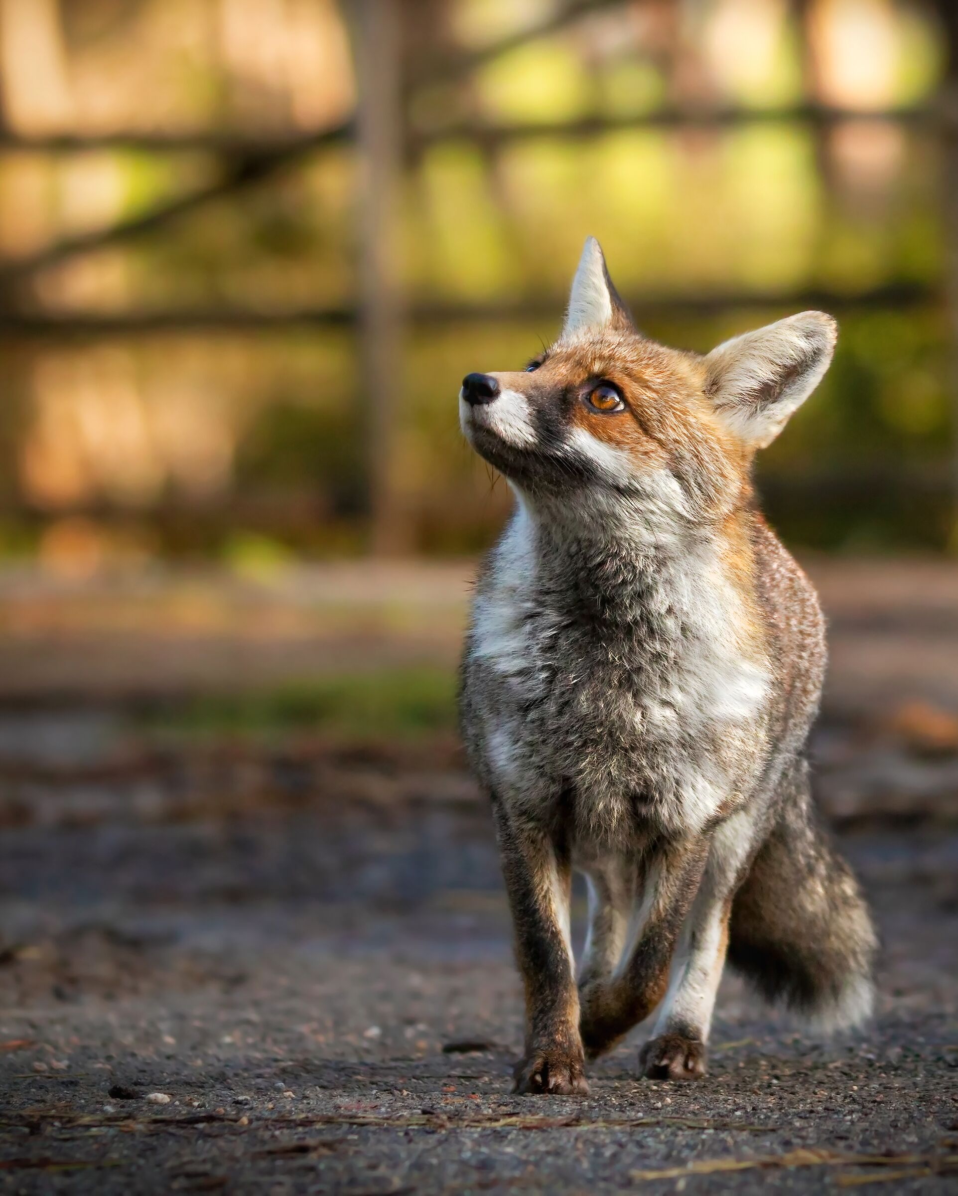 Red Fox in Maremma